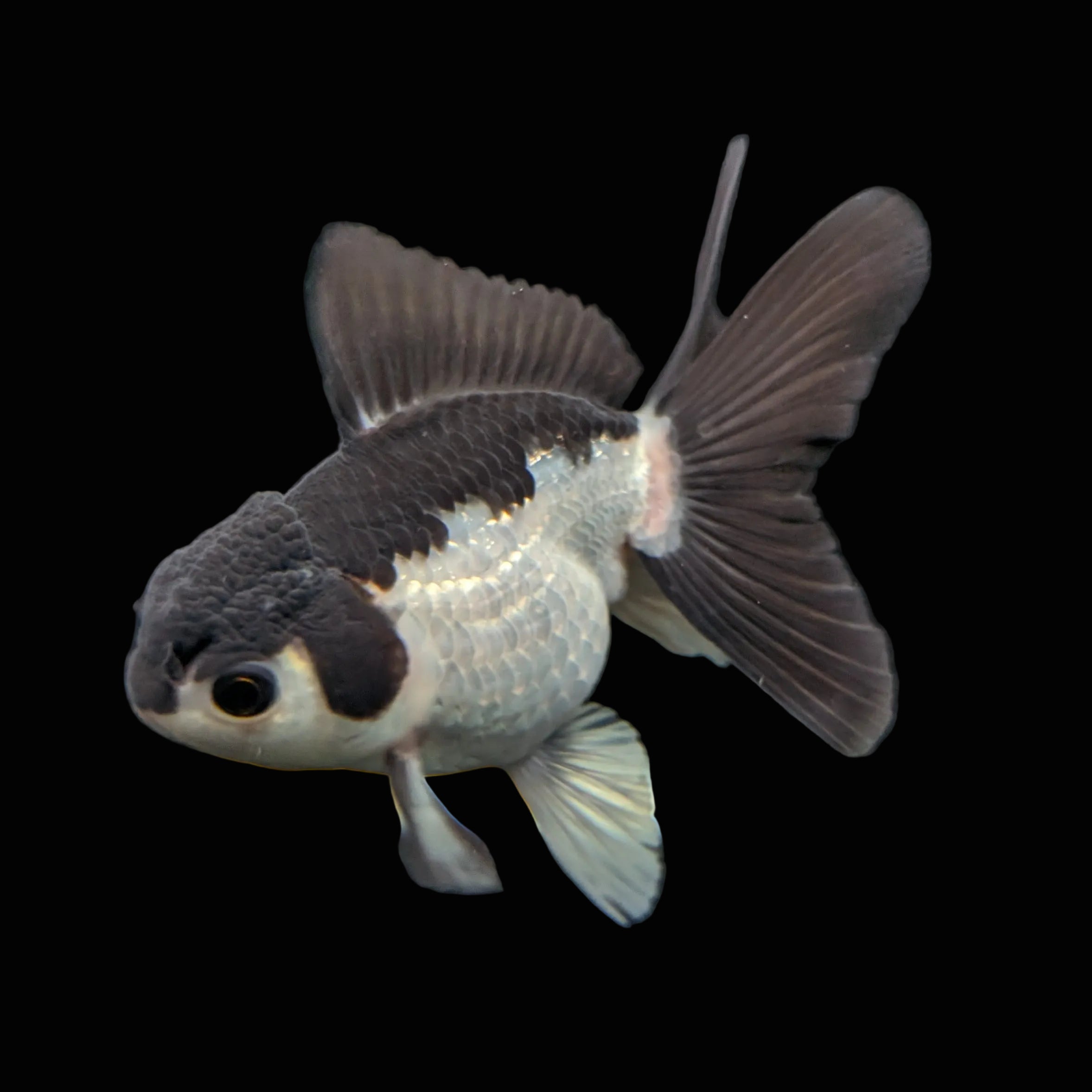 Juvenile Oranda Panda 3.5"-4" in.  ID#403T8A-002