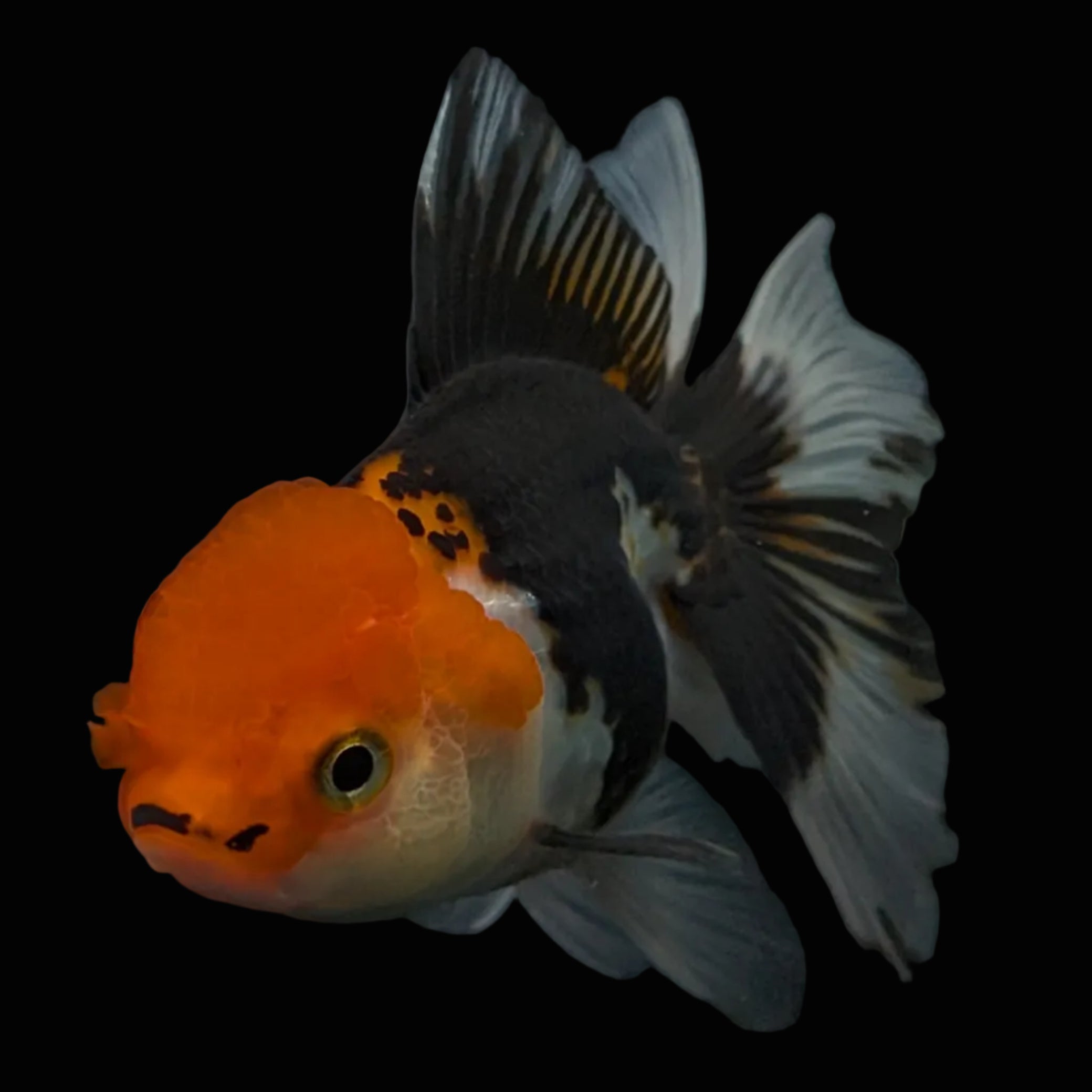 Thai Juvenile Oranda Tricolor 3.5"-4"in.  ID#731T1A-055