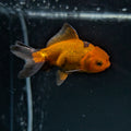 Juvenile Oranda Red Black 3"-3.5"in.  ID#522T1A-001