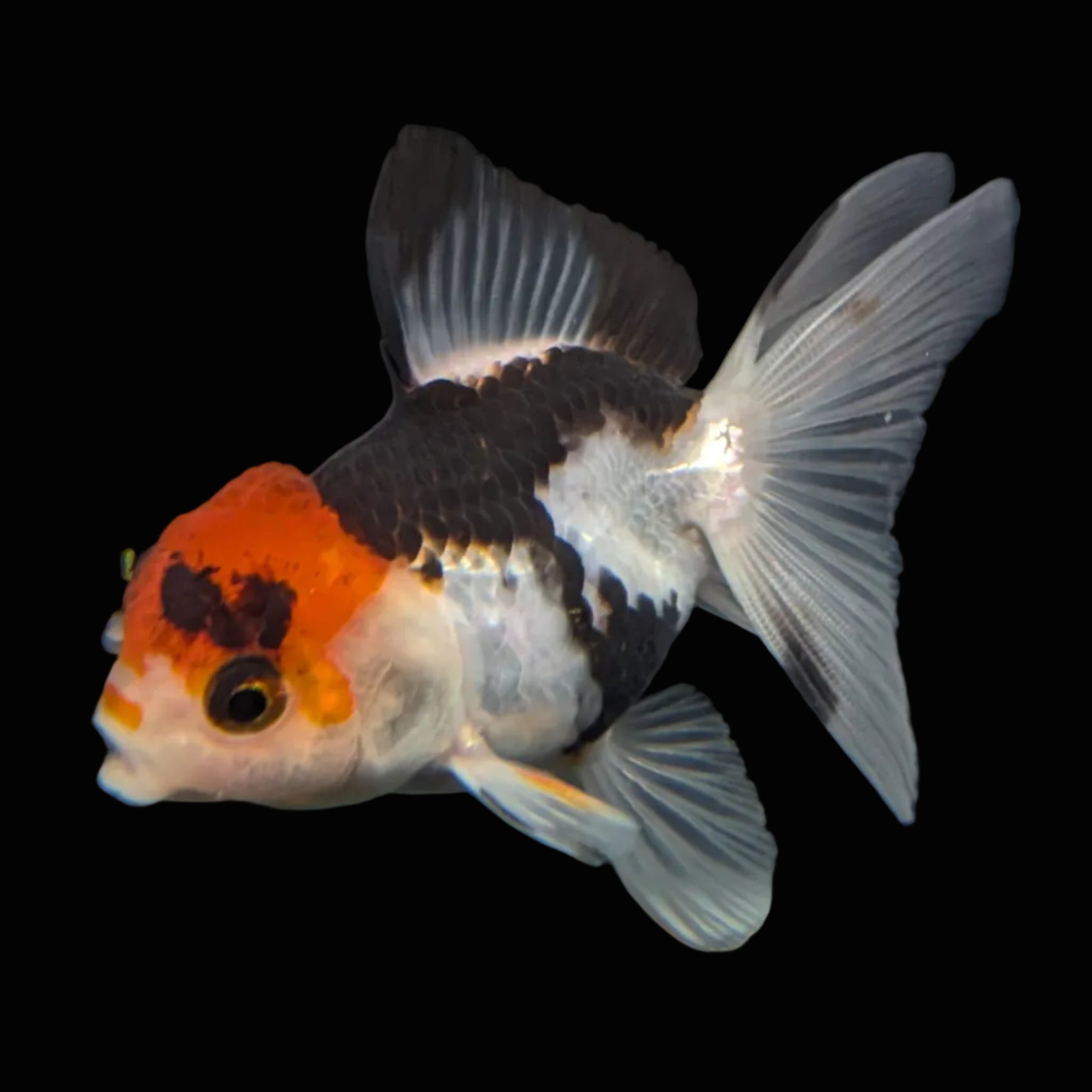 Thai Juvenile Oranda Tricolor 3"-3.5" in.  ID#626T1A-005