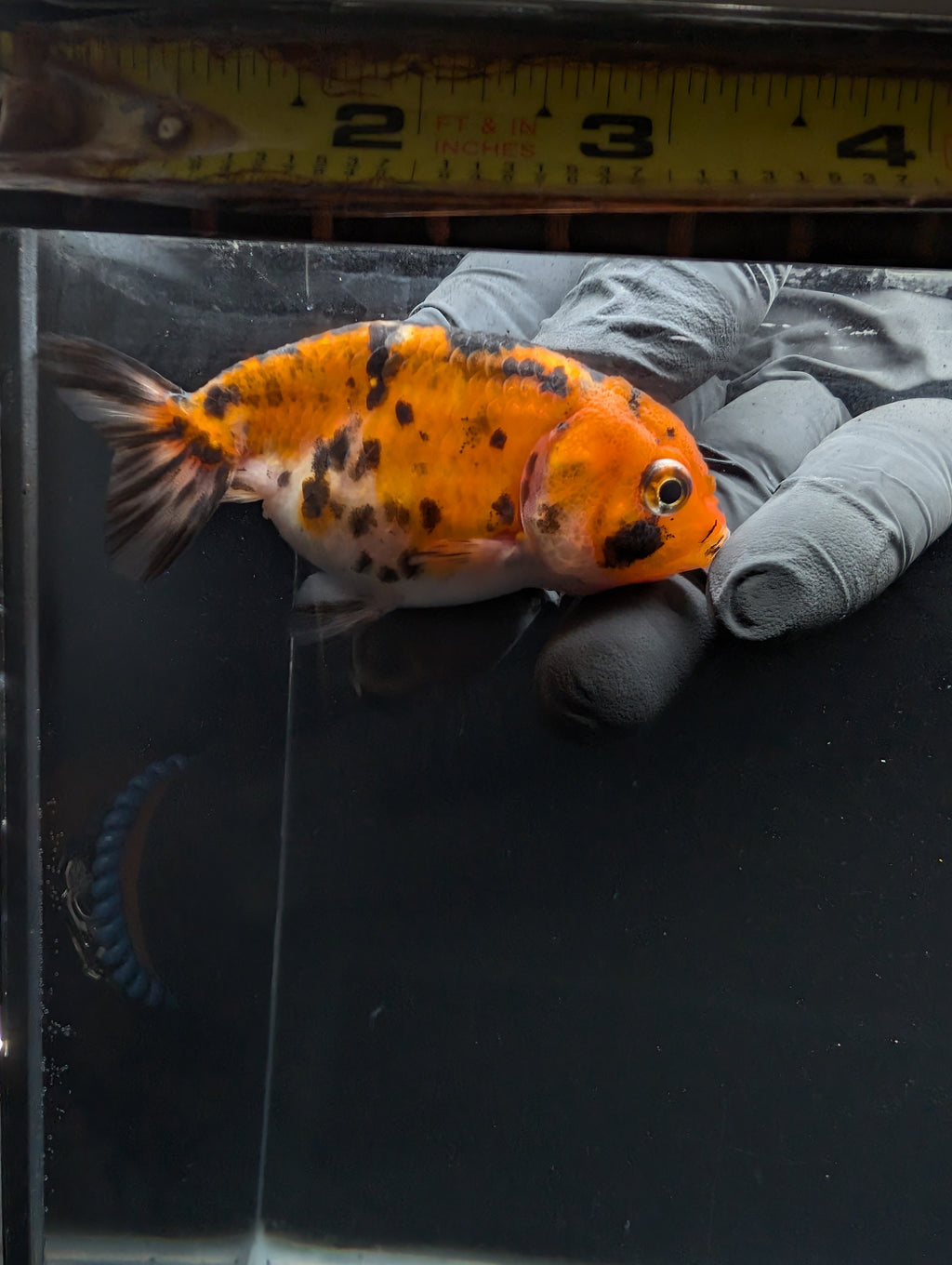 Ranchu Calico 3"-3.5" in. ID#605R4A-076