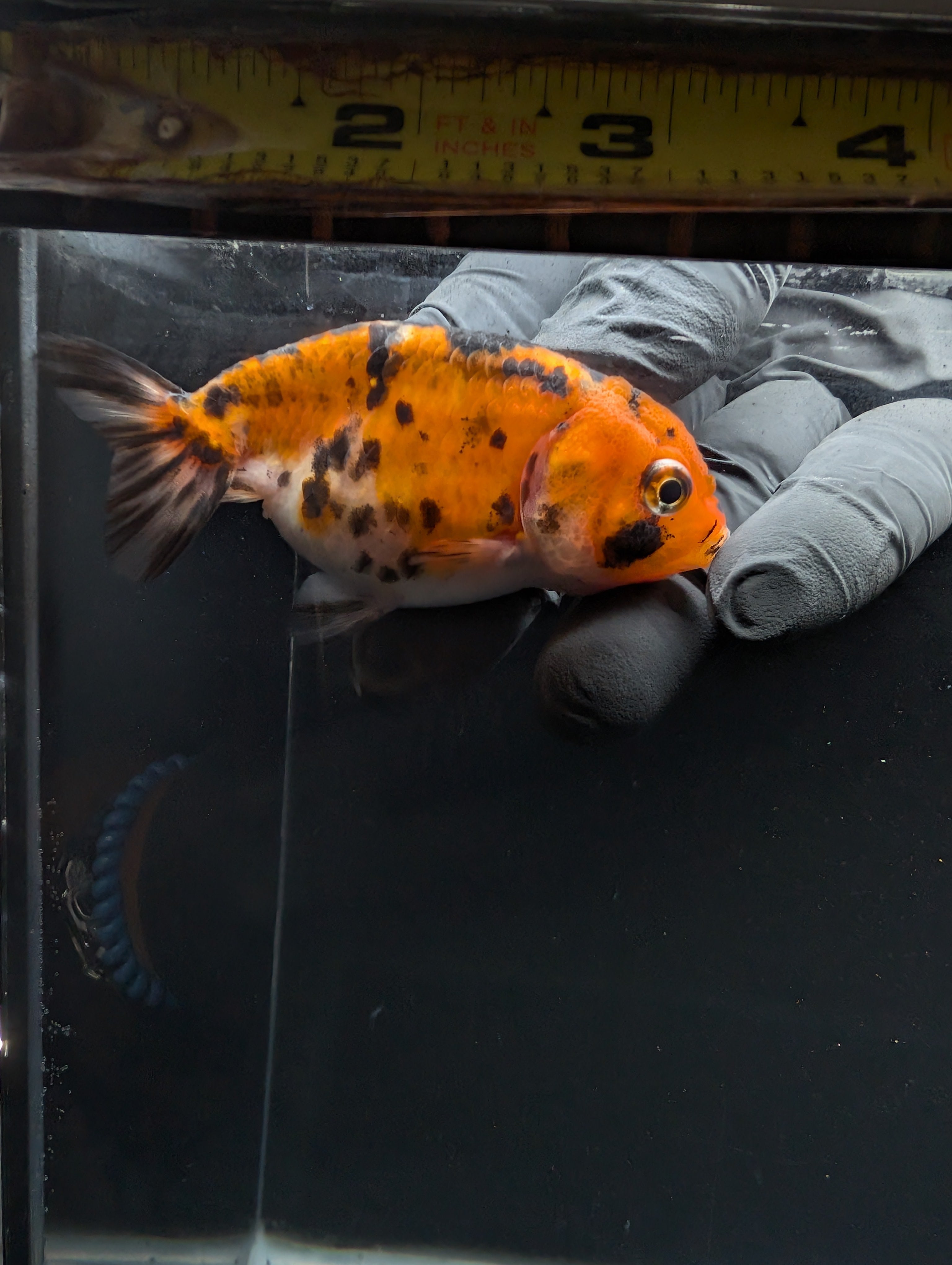Ranchu Calico 3"-3.5" in. ID#605R4A-076