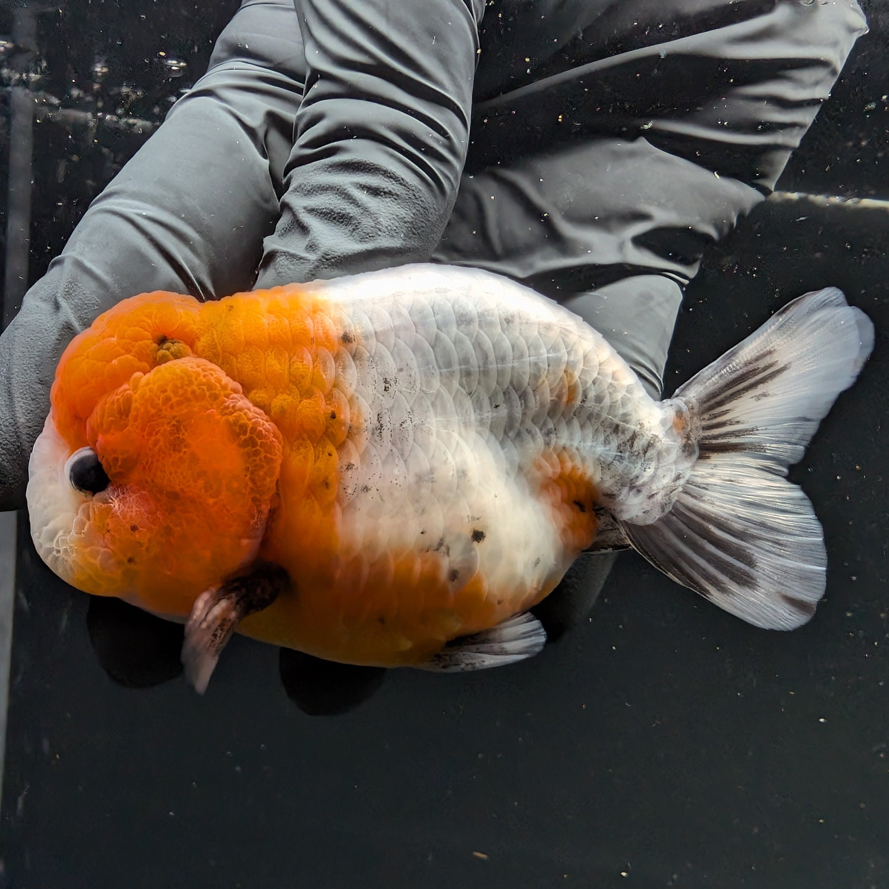 Jumbo Ranchu Calico 4"-4.5" in. ID#5153B-014