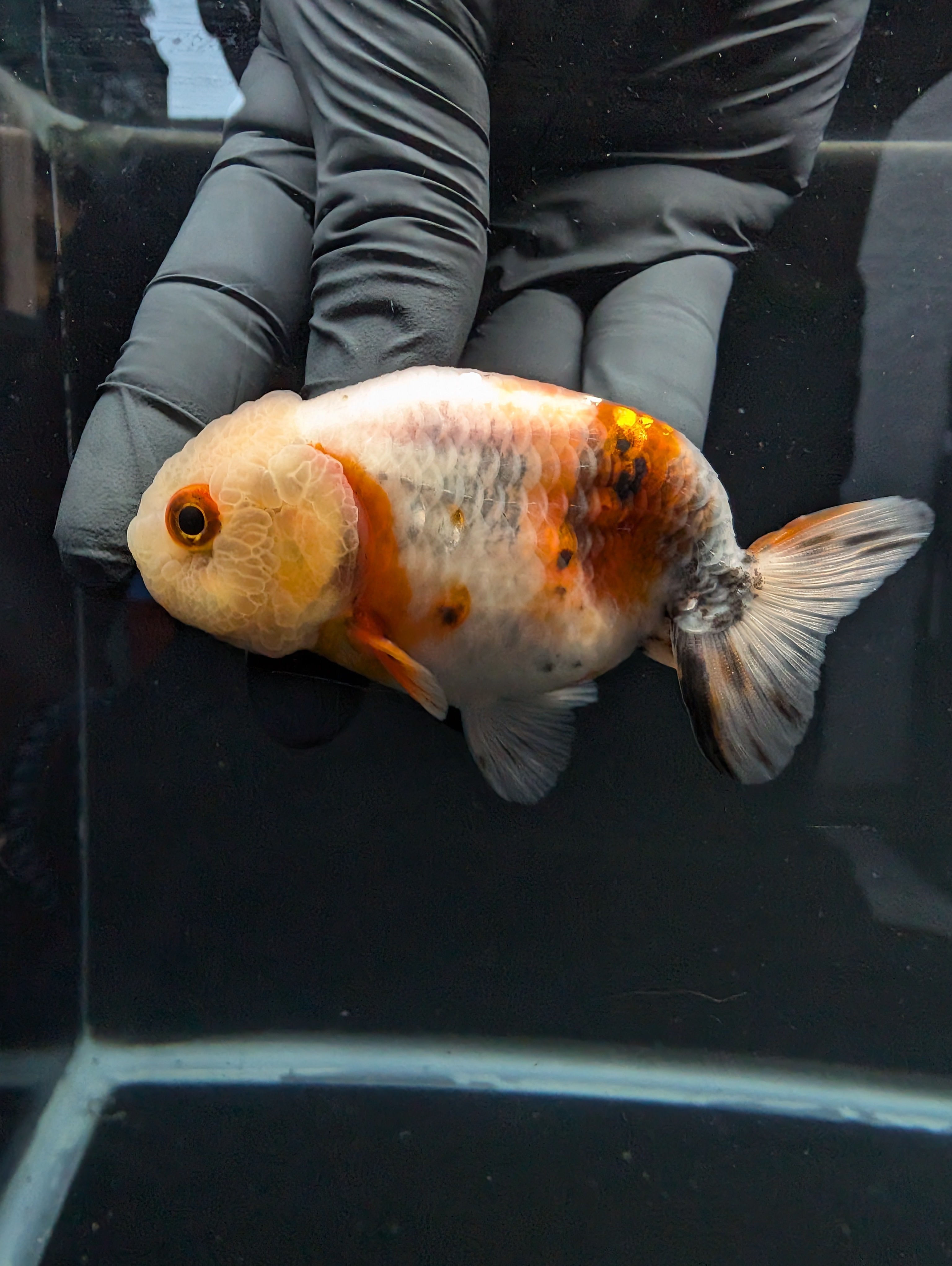 Jumbo Ranchu Calico 3.5"- 4" in. ID#717R8A-004