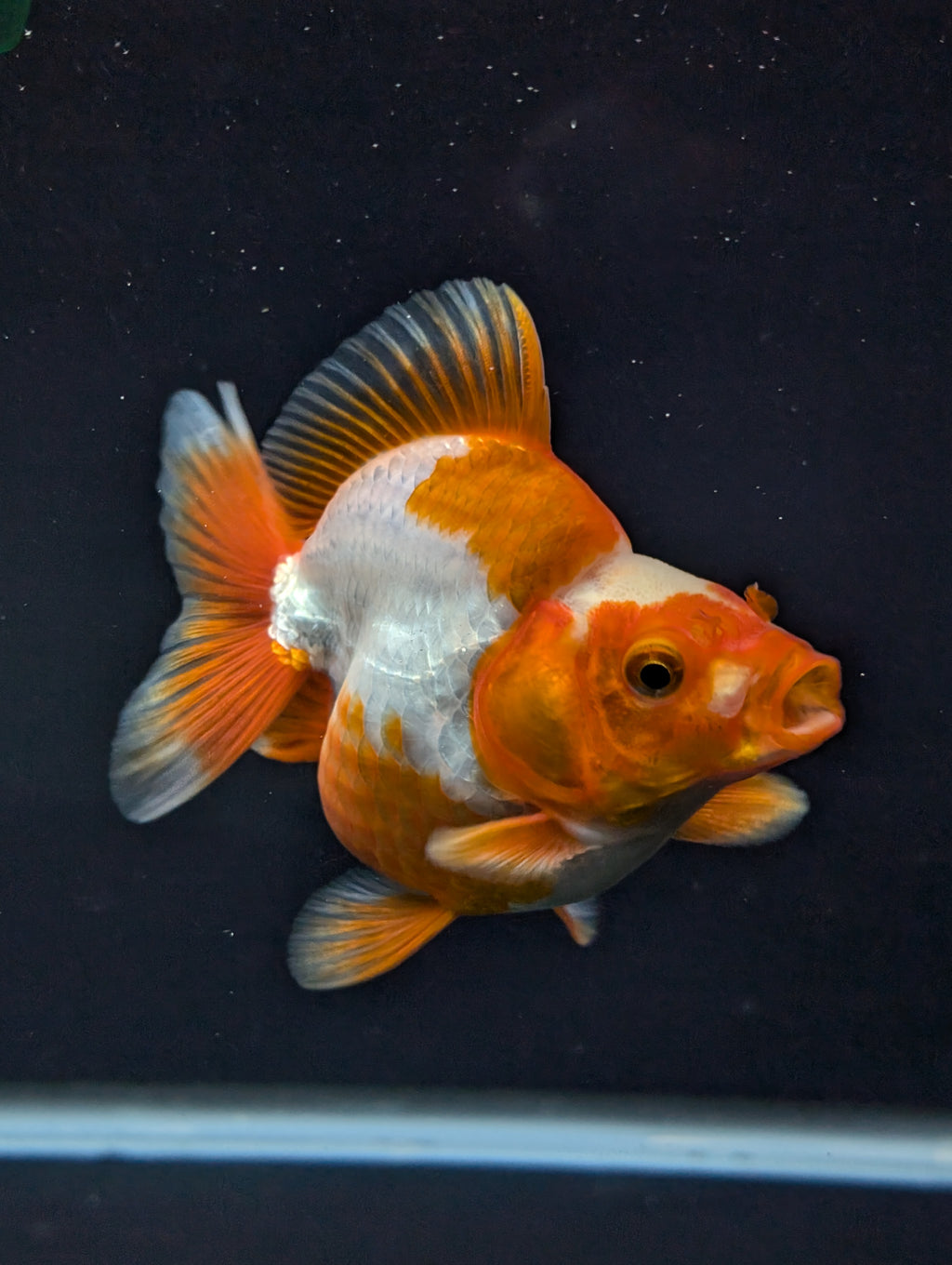 Jumbo Ryukin Short Tail Red White 4.5" in. ID#828STR5B-003