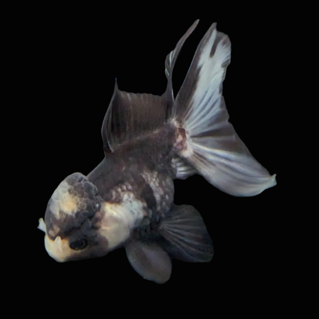 Juvenile Thai Oranda Panda 3"in.  ID#821T1A-023