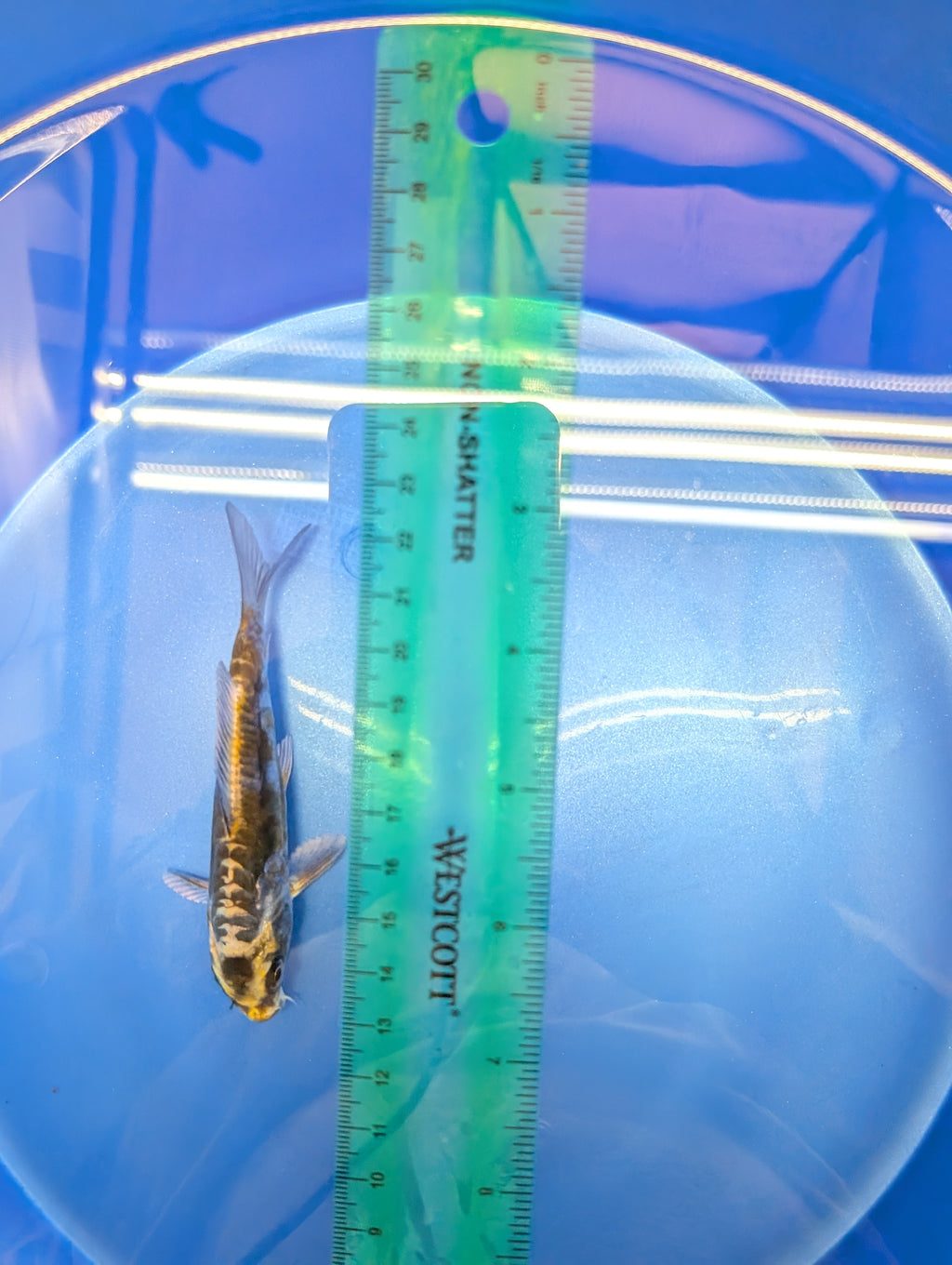 Kin Kikokuryu Koi  4"in. ID#806BFK-025