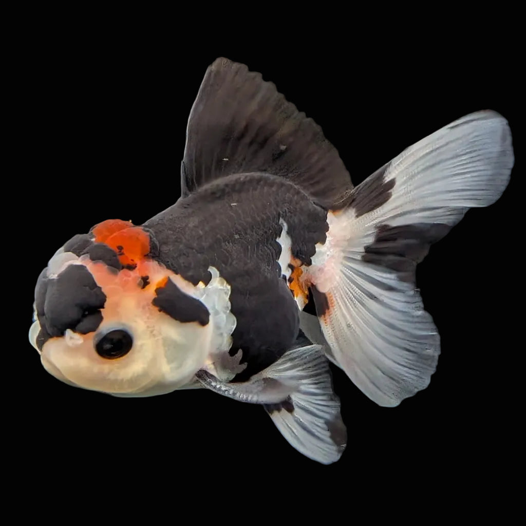 Thai Juvenile Oranda Tricolor 3.5"-4"in.  ID#731T1A-053
