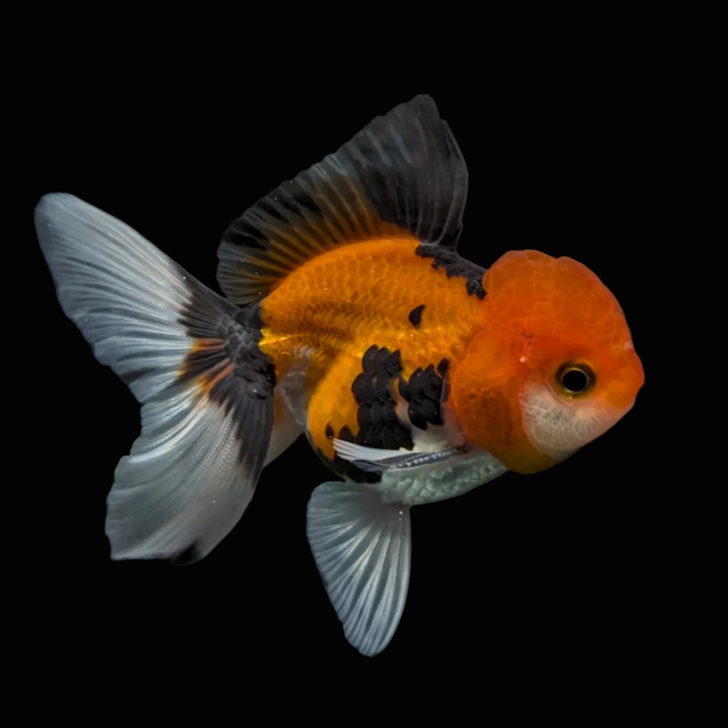 Juvenile Oranda Tricolor 3.5"-4" in.  ID#424T1A-003