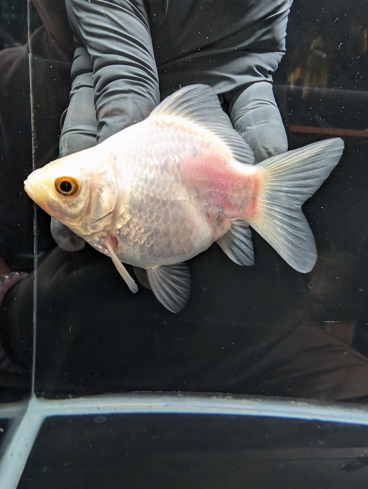 Tamasaba White 3.5"in. ID#1023TM1B-025