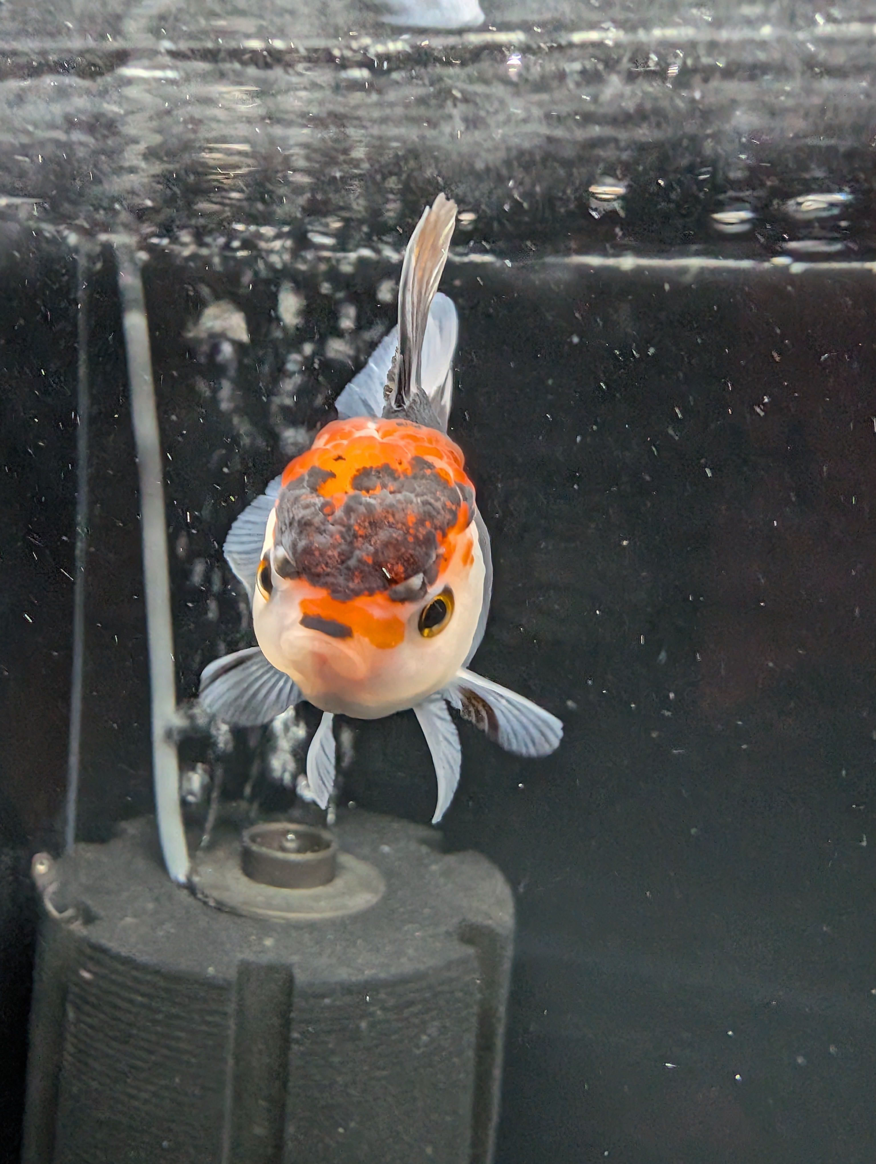 Juvenile Oranda Tricolor 3.5"-4" in.  ID#501T2A-002