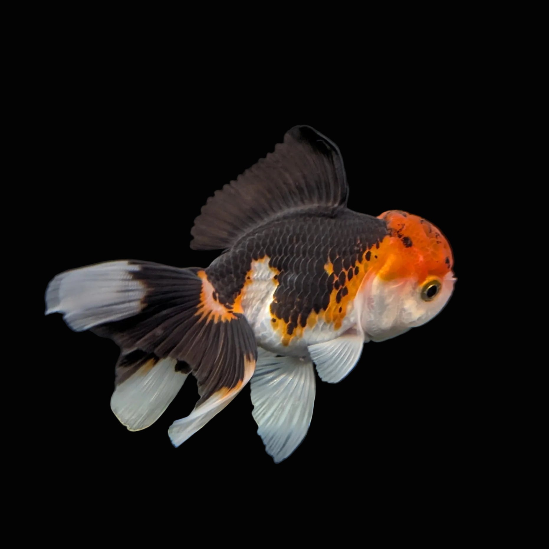 Juvenile Oranda Tricolor 3.5"-4" in.  ID#403T8A-007