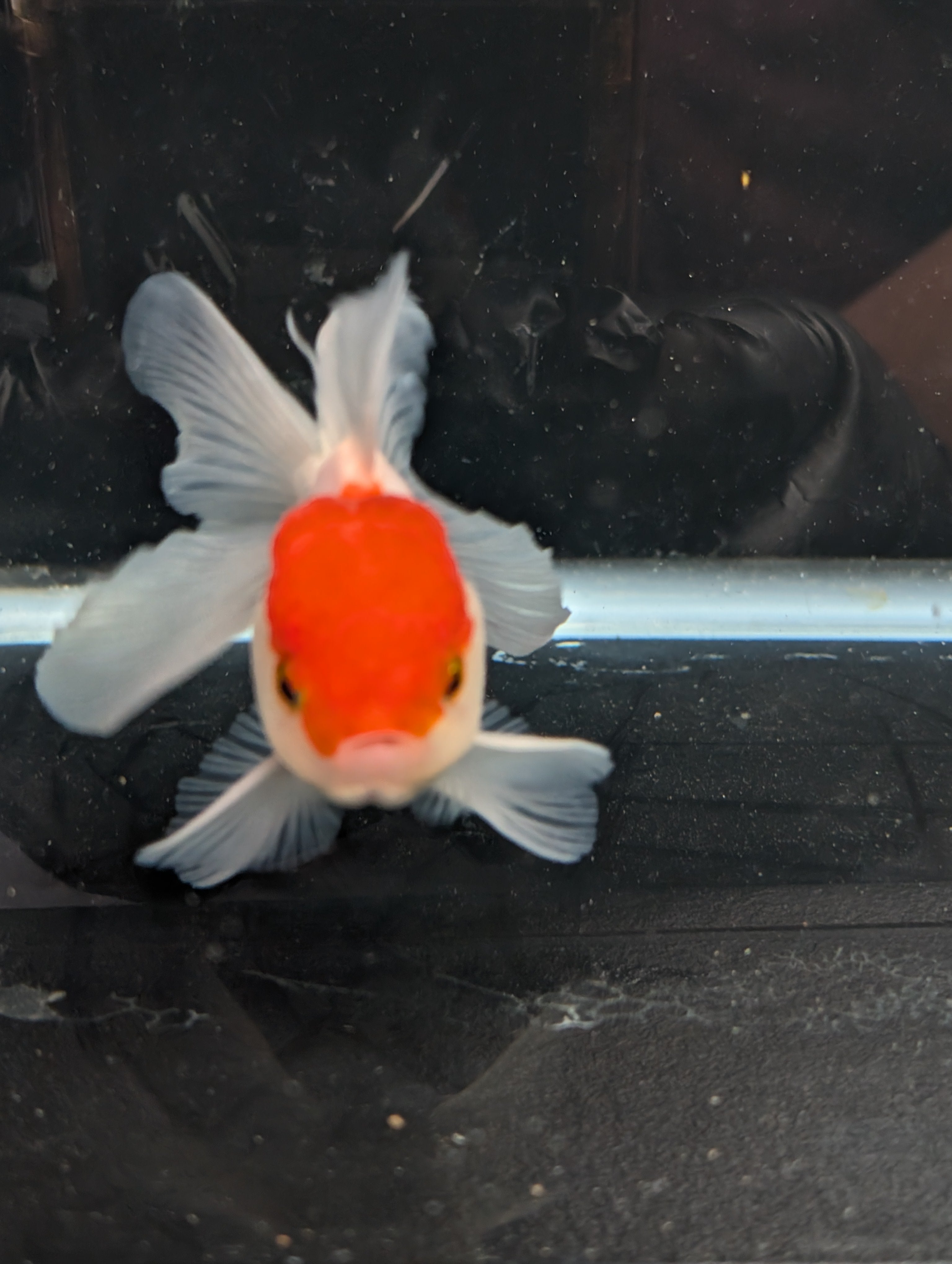 TOAD *Boss 415  Juvenile Oranda Red Cap 3.5"-4" in.  ID#410T8A-020