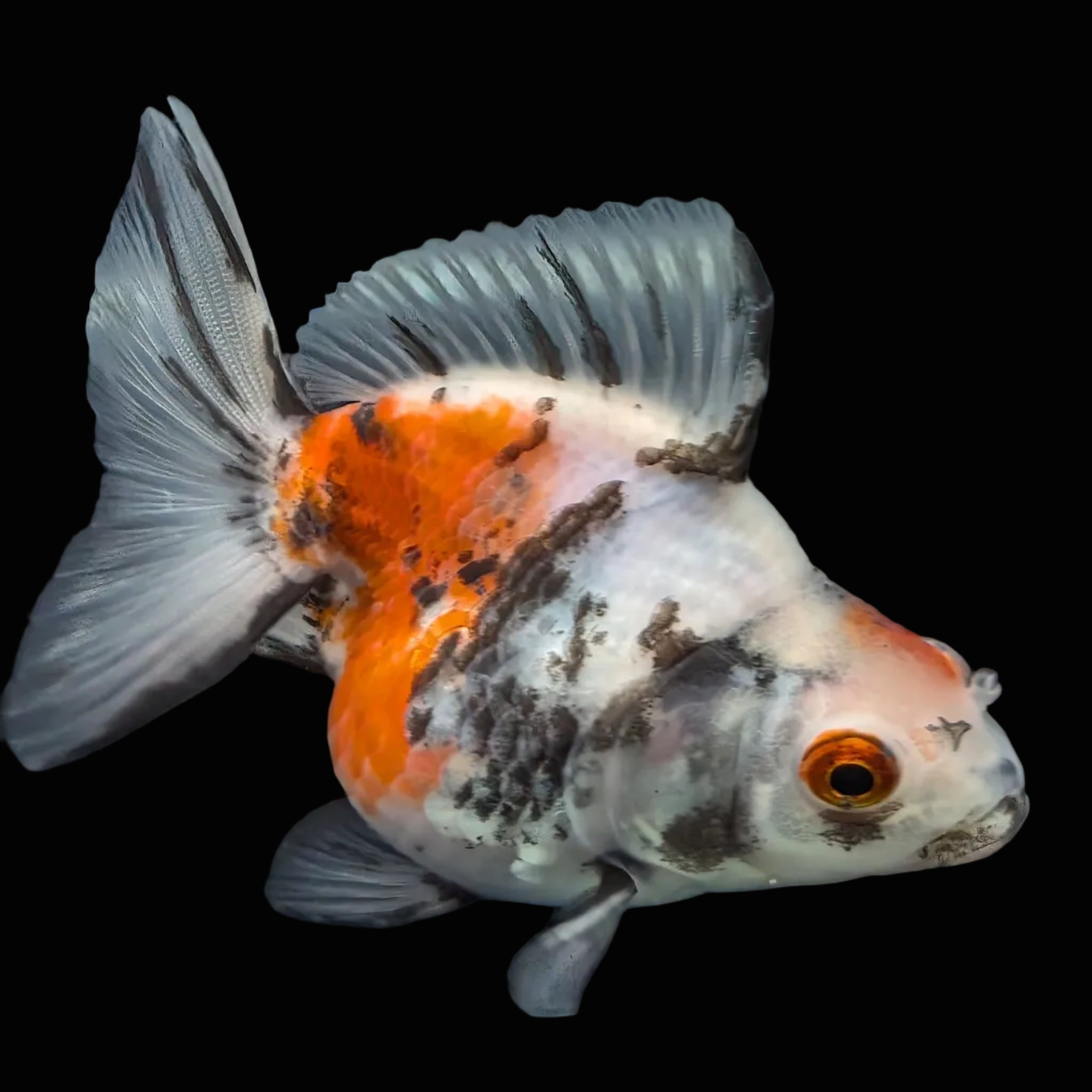 Jumbo Ryukin Short Tail Kirin Calico 4"-4.5" in. ID#4245B-002