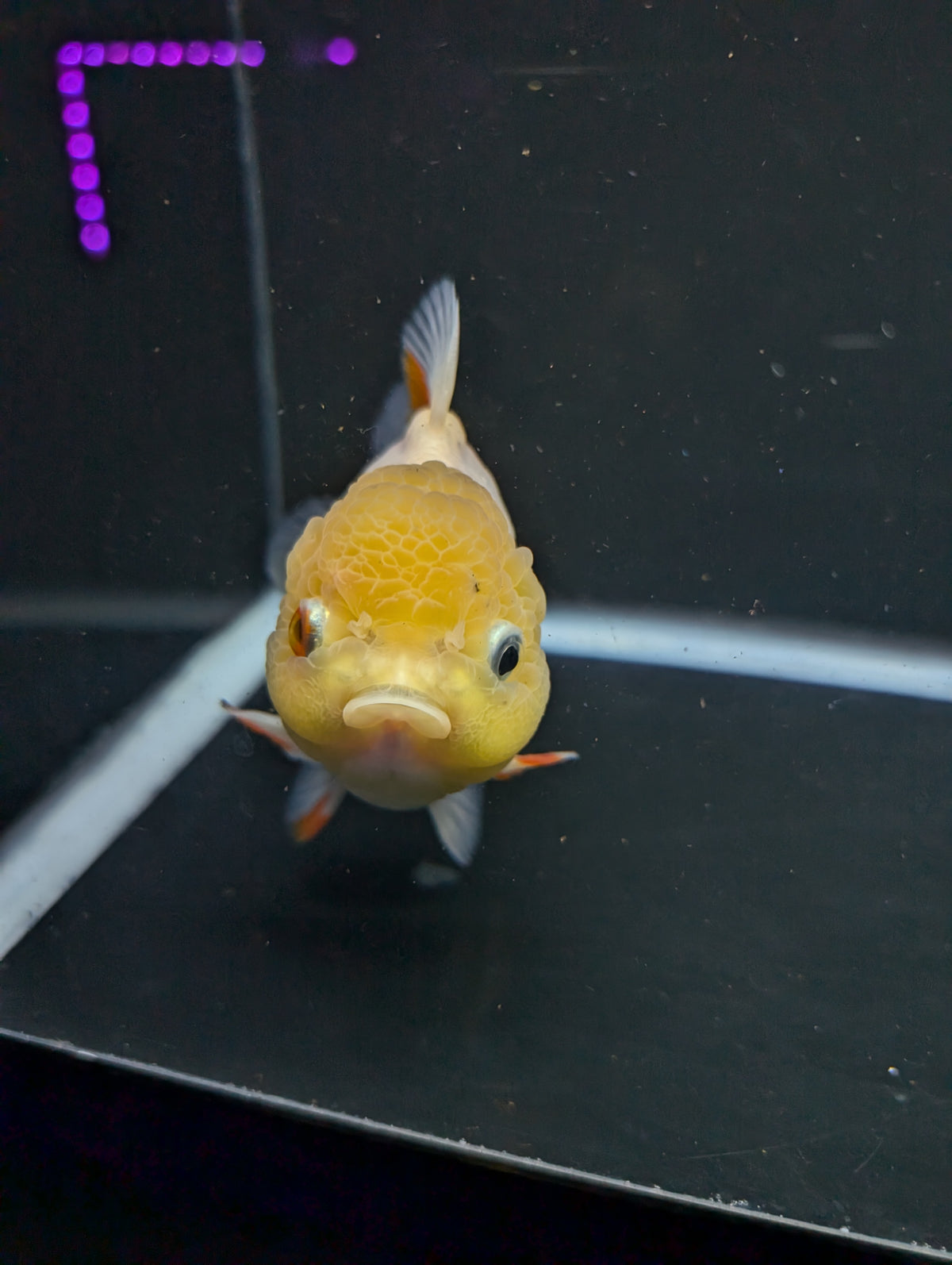 Jumbo Oranda Yuan Bao / Shogun Lemon Head Red White   4.5"-5"in. ID#1016YB13A-011