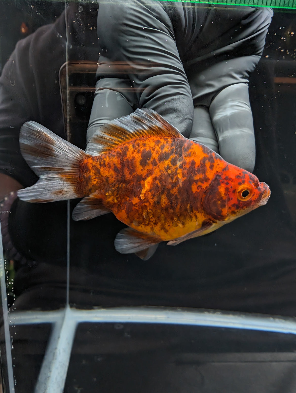 Tamasaba Calico 4" in. ID#1023TM1B-021
