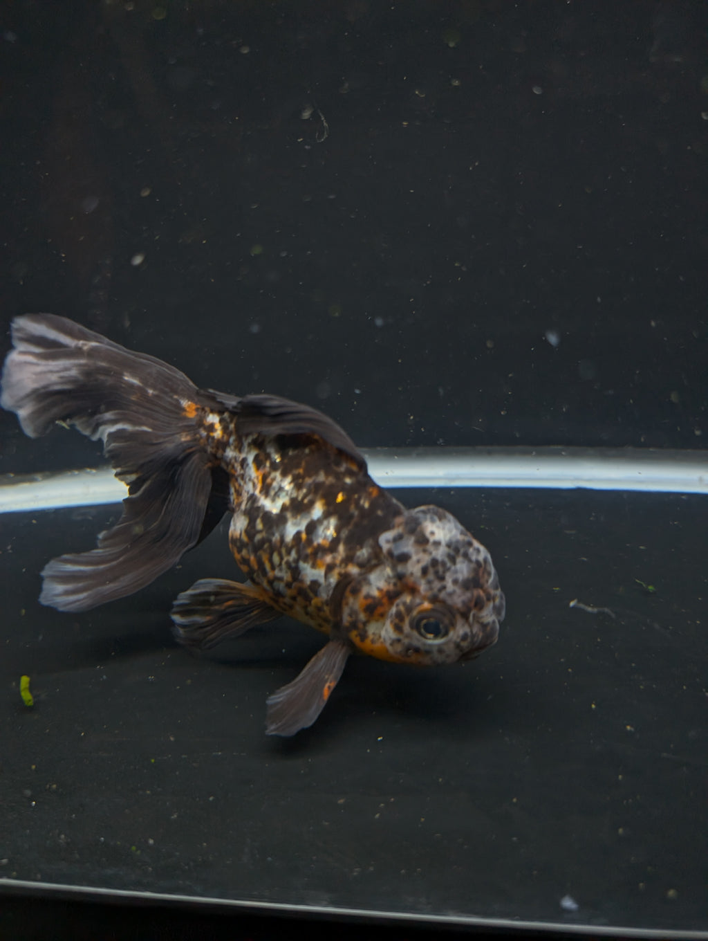Calico Oranda 5.5"- 6"in. ID#821LB2A-64