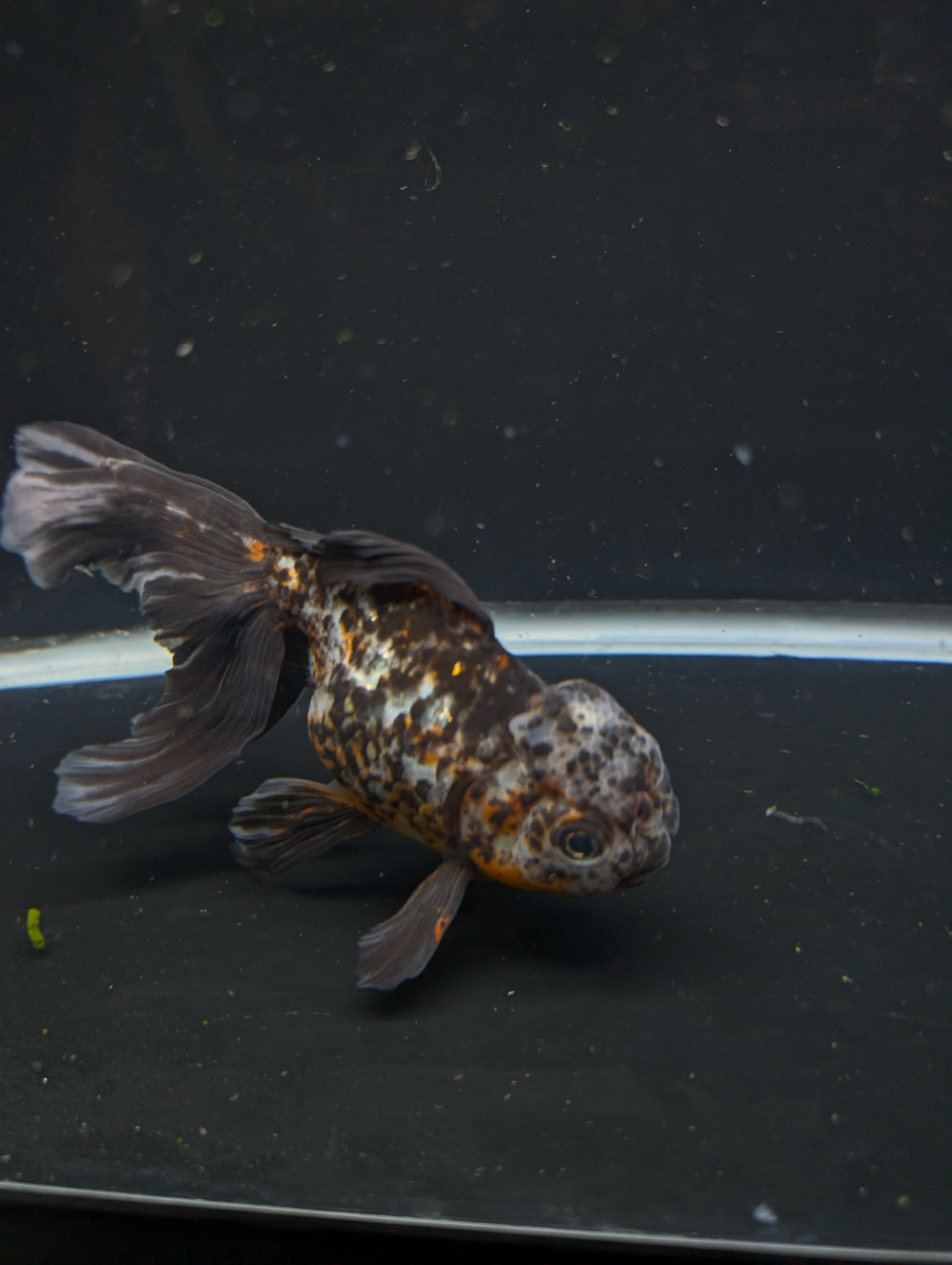 Calico Oranda 5.5"- 6"in. ID#821LB2A-64