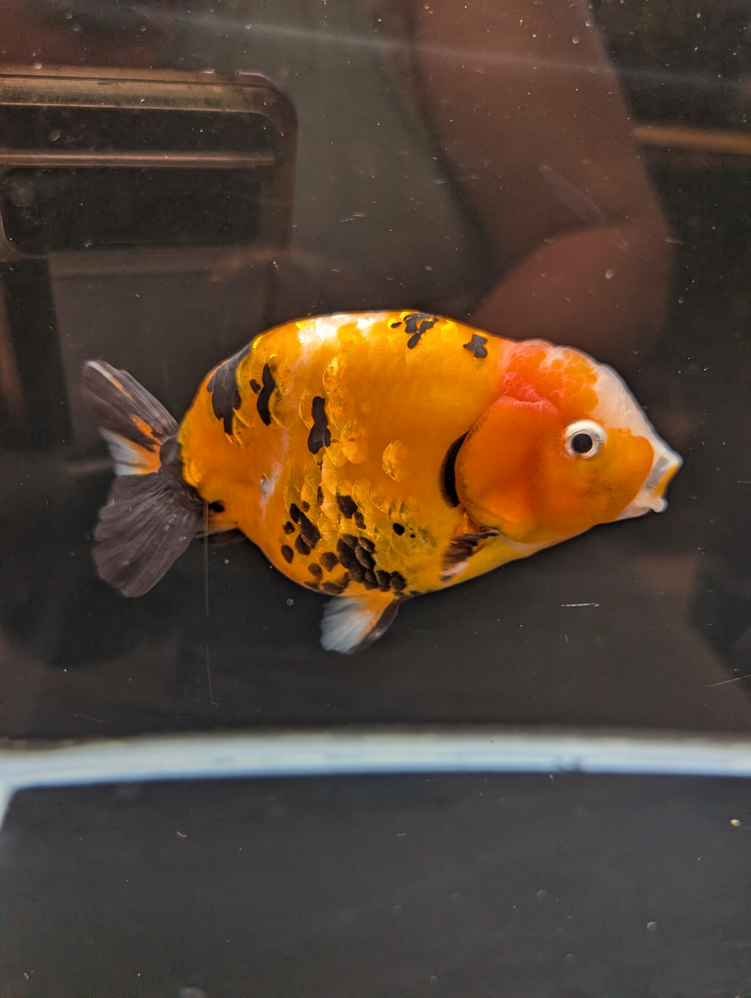 Jumbo Ranchu Calico 4.5"-5" in. ID#821R8A-032