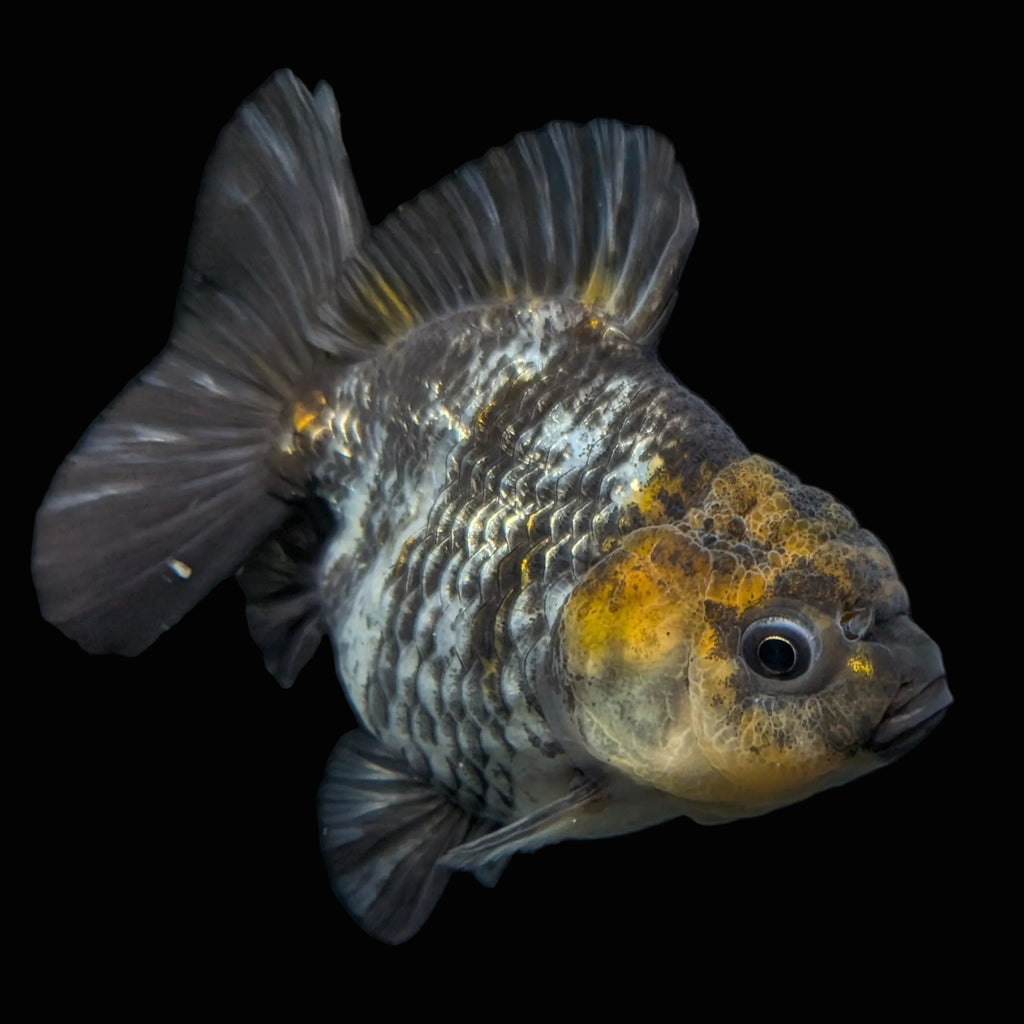 Thai Oranda Shogun Tiger Calico 4" in. ID#626SG7A-003
