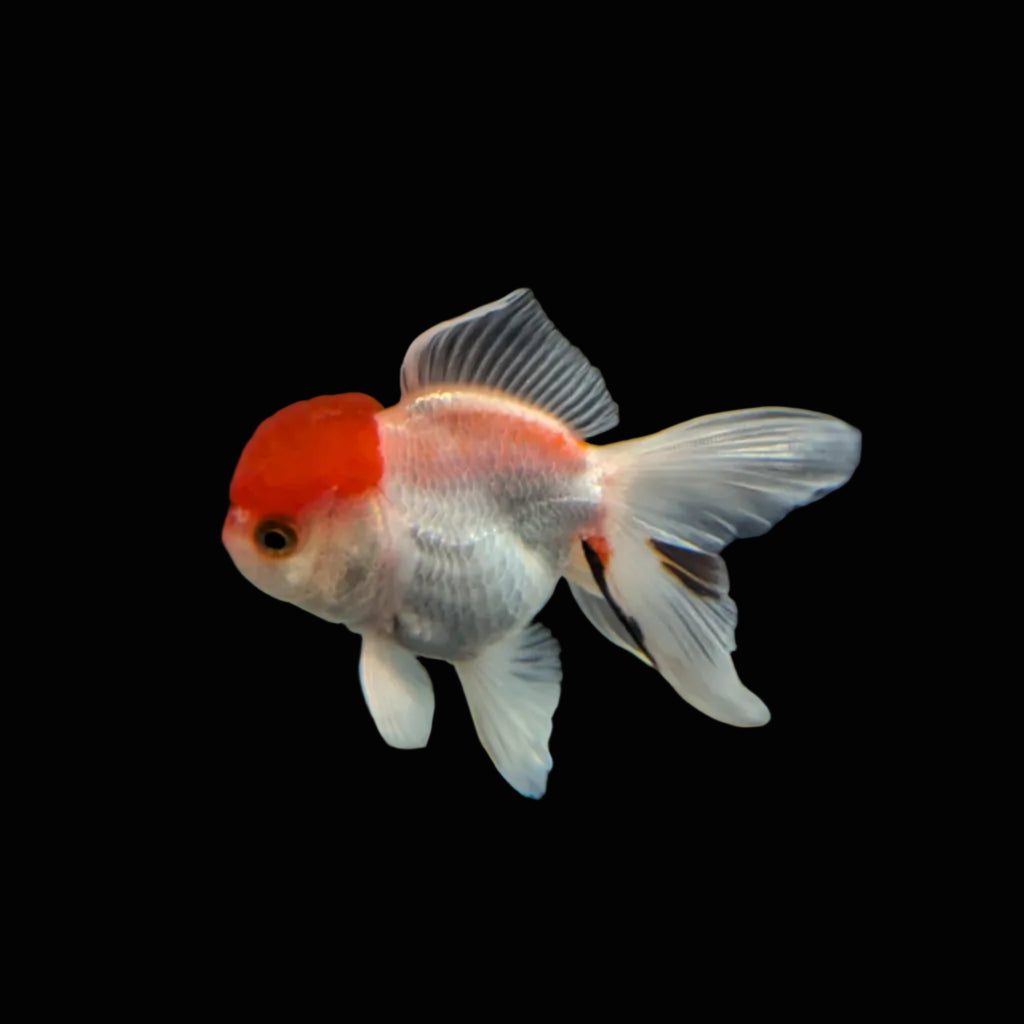 Juvenile Oranda Red Cap 3.5"-4" in.  ID#320T13b-015
