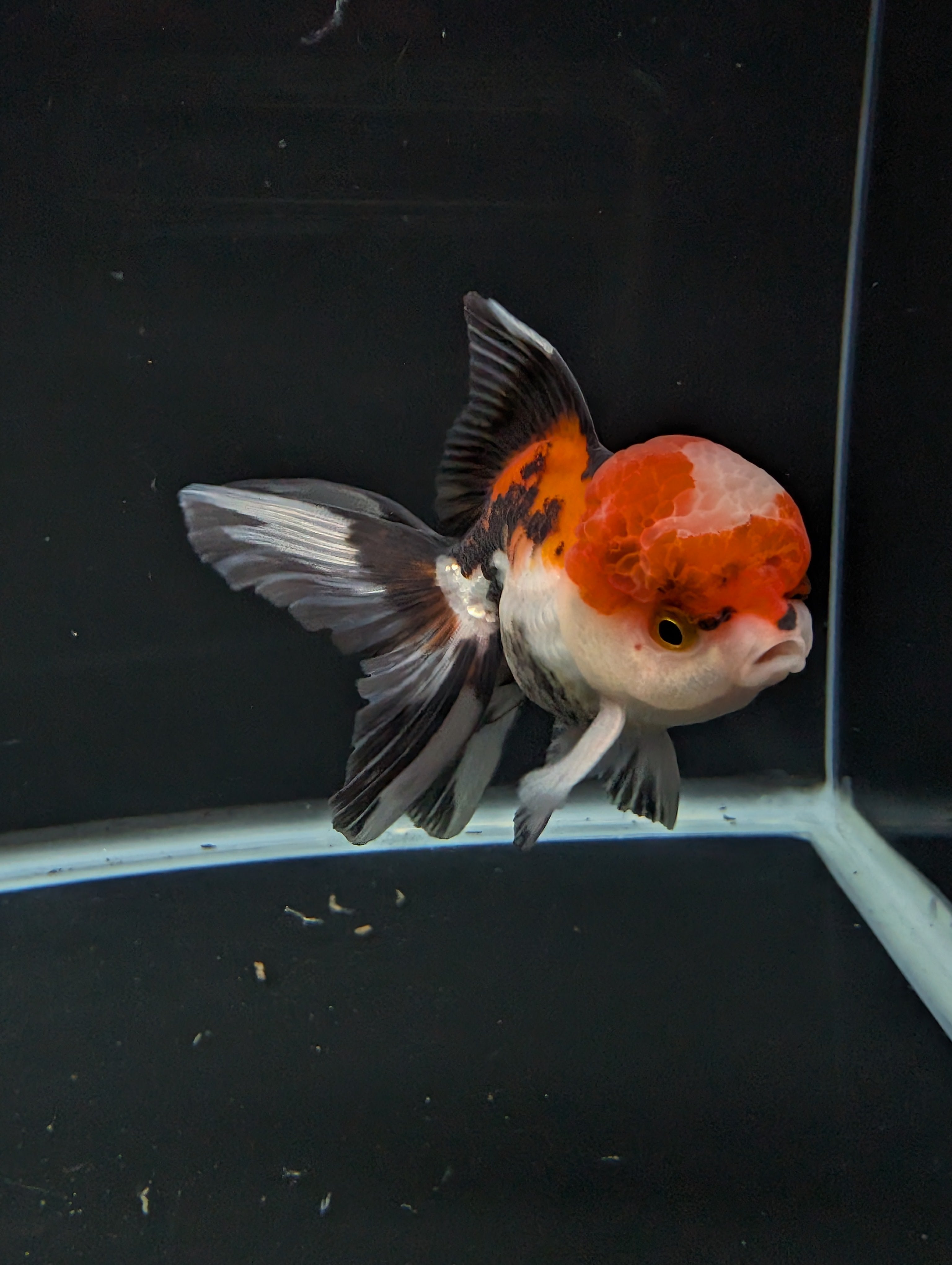 BOWSER *Boss 501 Juvenile Oranda Tricolor 3.5"-4" in.  ID#501T2A-009