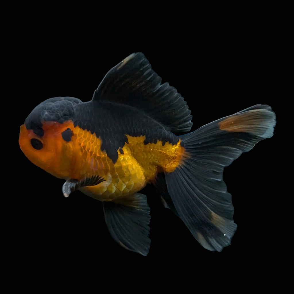 Thai Oranda Red Black 4"-4.5"in.  ID#1016T1A-004