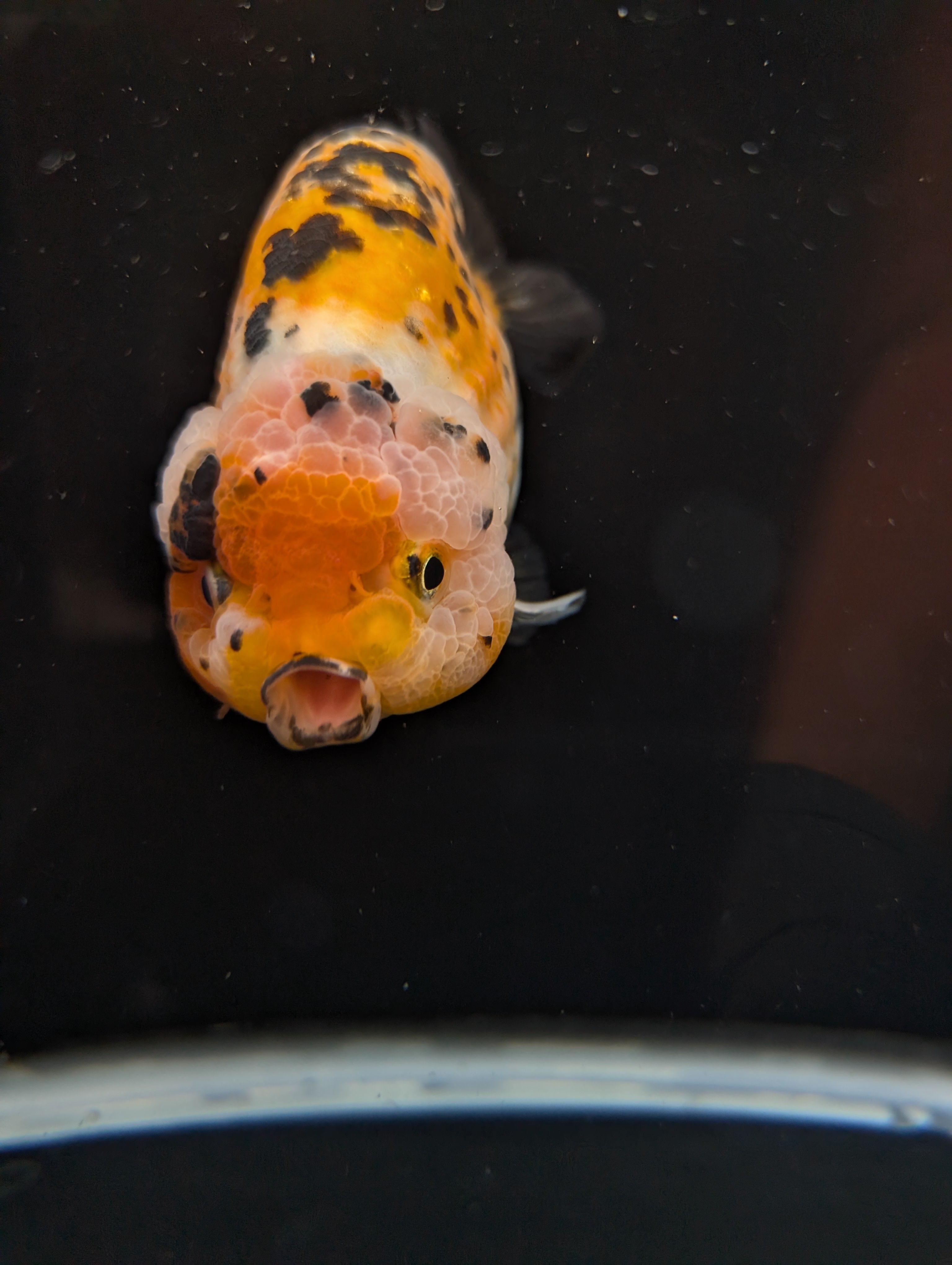 Jumbo Ranchu Calico 4.5"-5" in. ID#821R8A-033