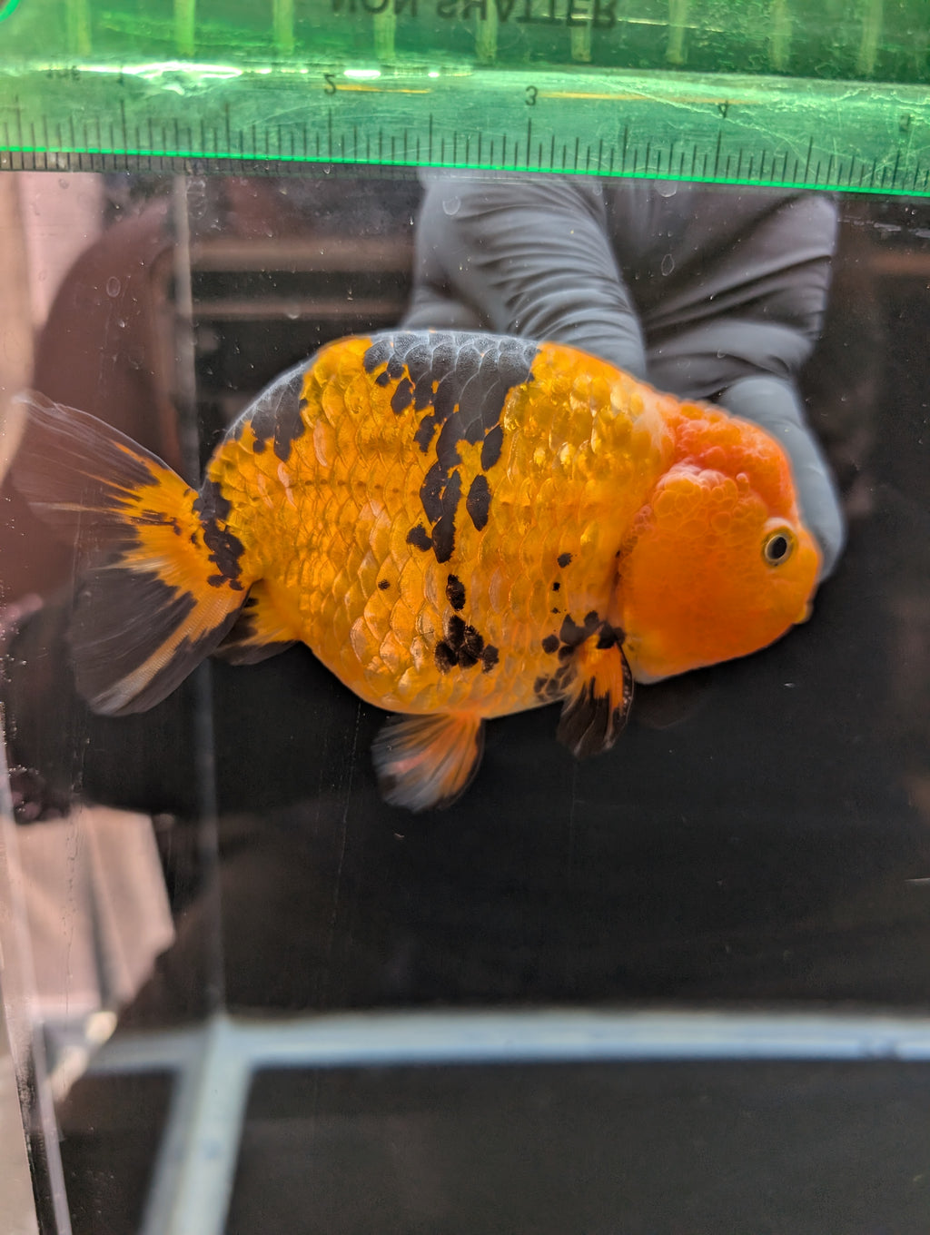 Jumbo Ranchu Calico 4.5"-5" in. ID#821R8A-034
