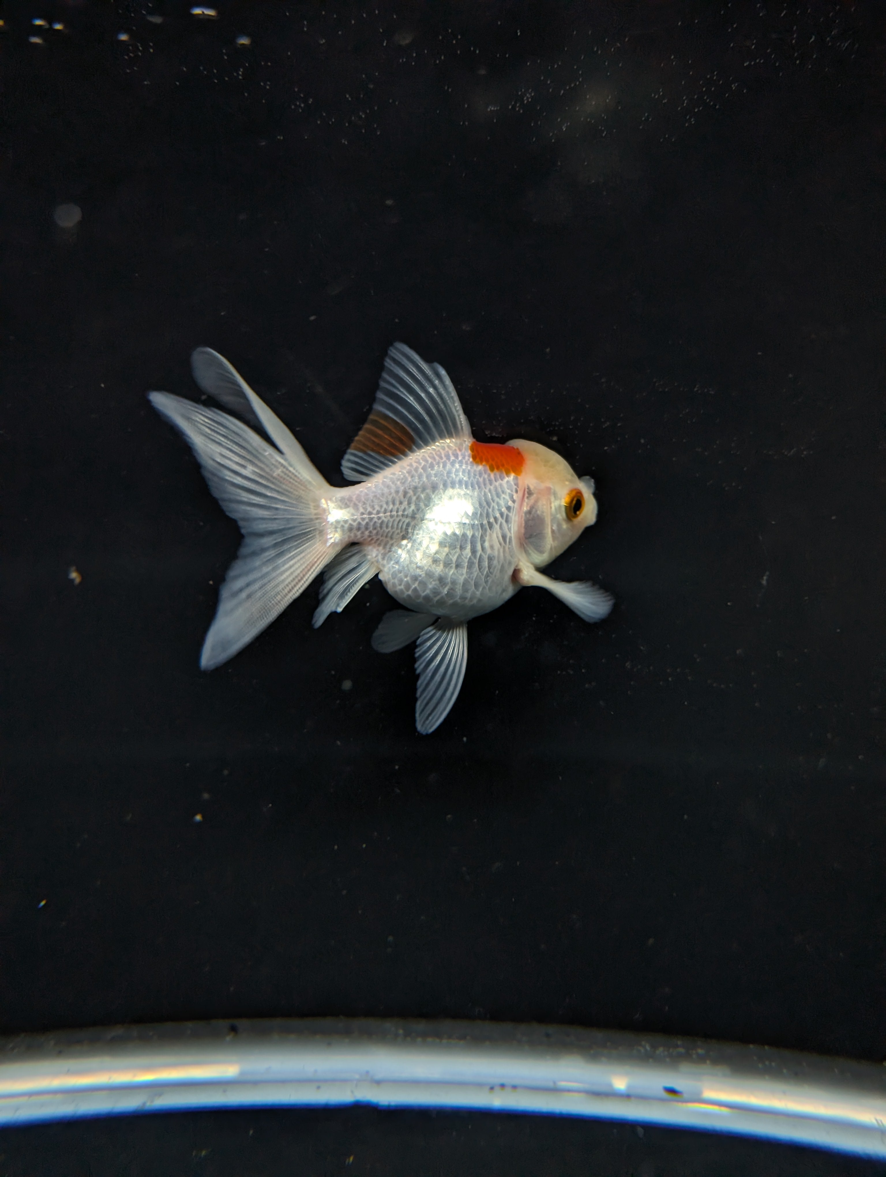 Juvenile Oranda  Red White 3"-3.5"in.  ID#619T1A-006