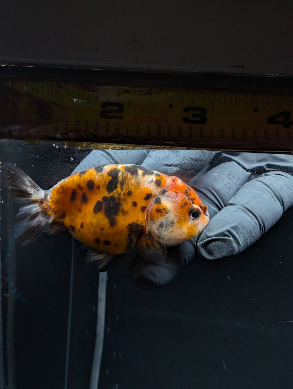 Ranchu Calico 3"-3.5" in. ID#529R4A-058