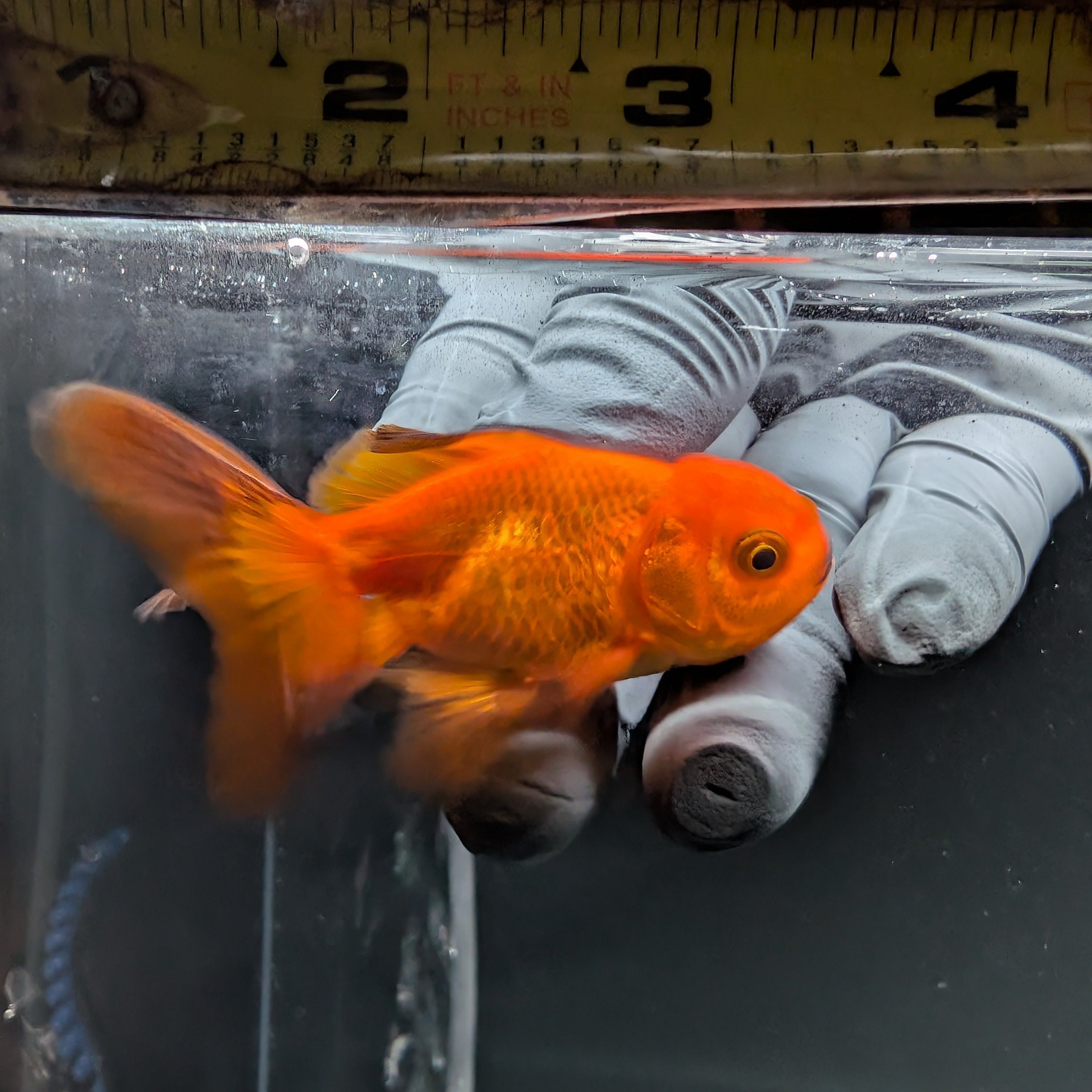 Juvenile Oranda Red Black 3"-3.5"in.  ID#515T2A-015