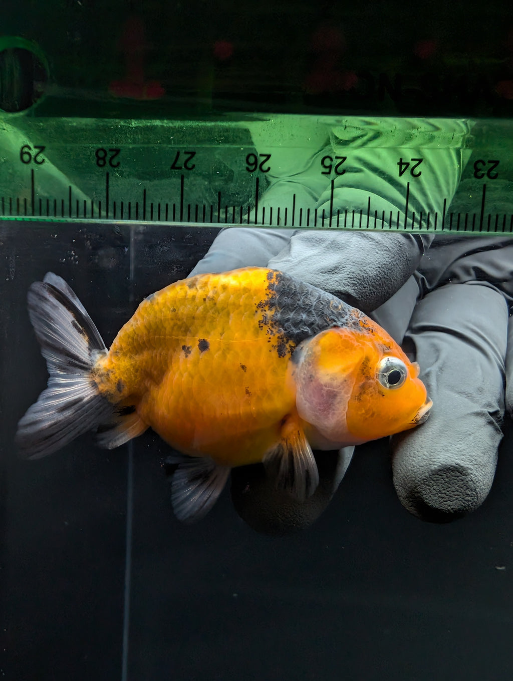 Ranchu Calico 2.5"-3" in. ID#717R4A-004