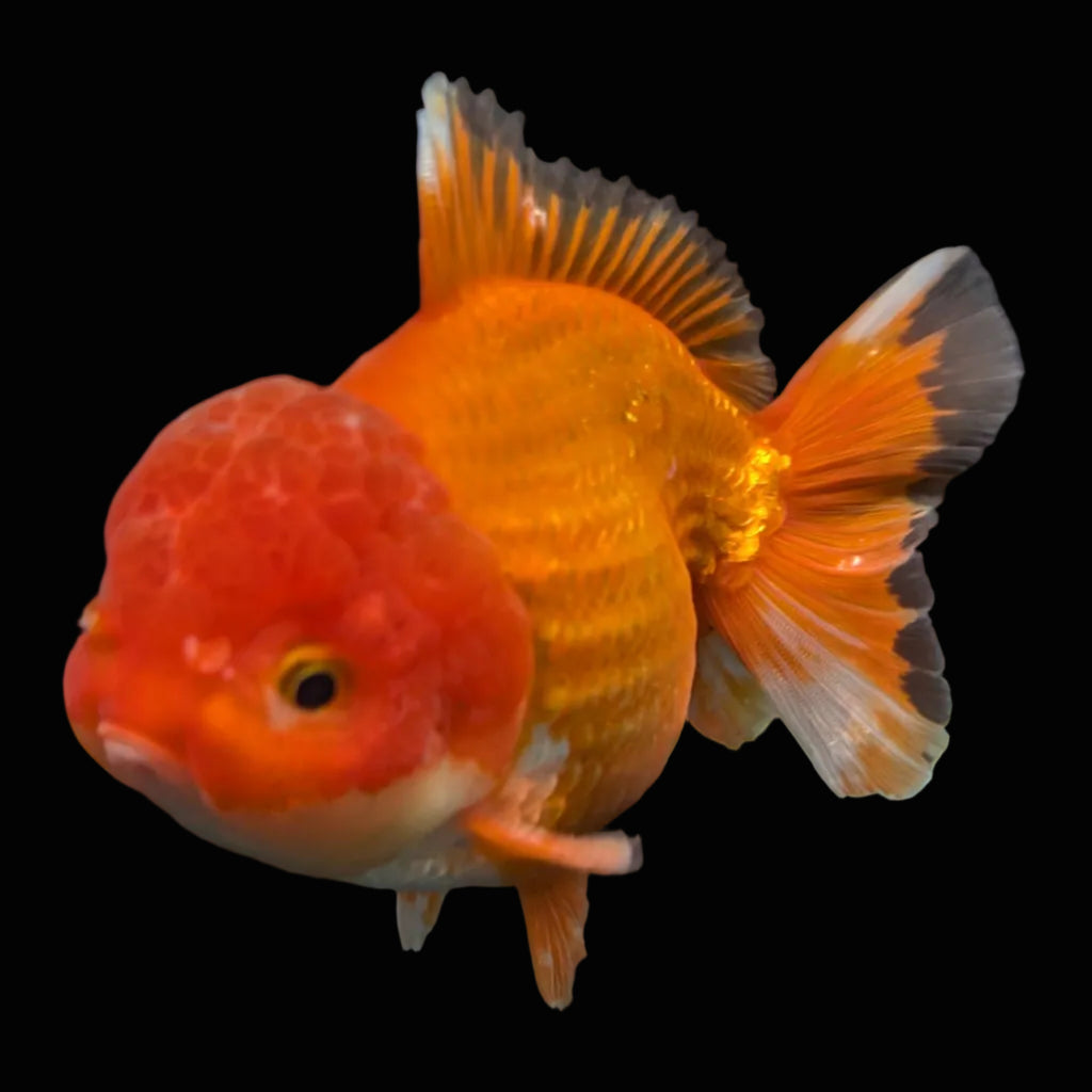 Jumbo Oranda Yuan Bao Red 4.5"-5"in. ID#904YB13A-004