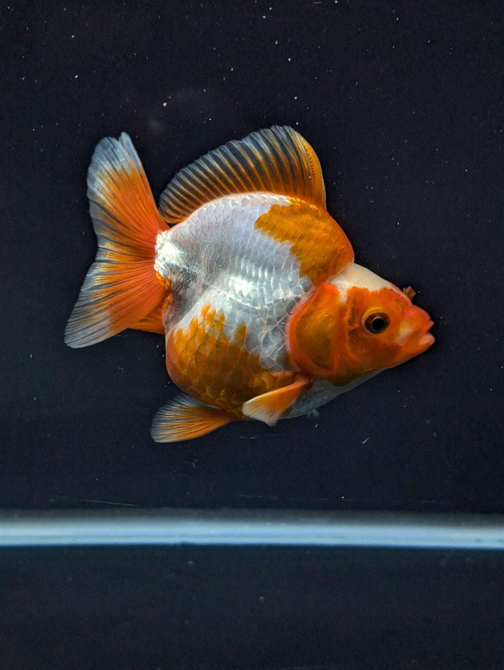 Jumbo Ryukin Short Tail Red White 4.5" in. ID#828STR5B-003