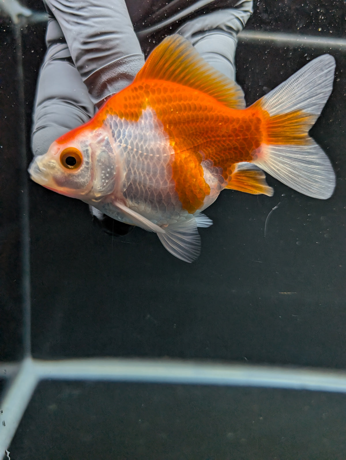 Tamasaba Red White 3"-3.5" in. ID#1009TM1B-005