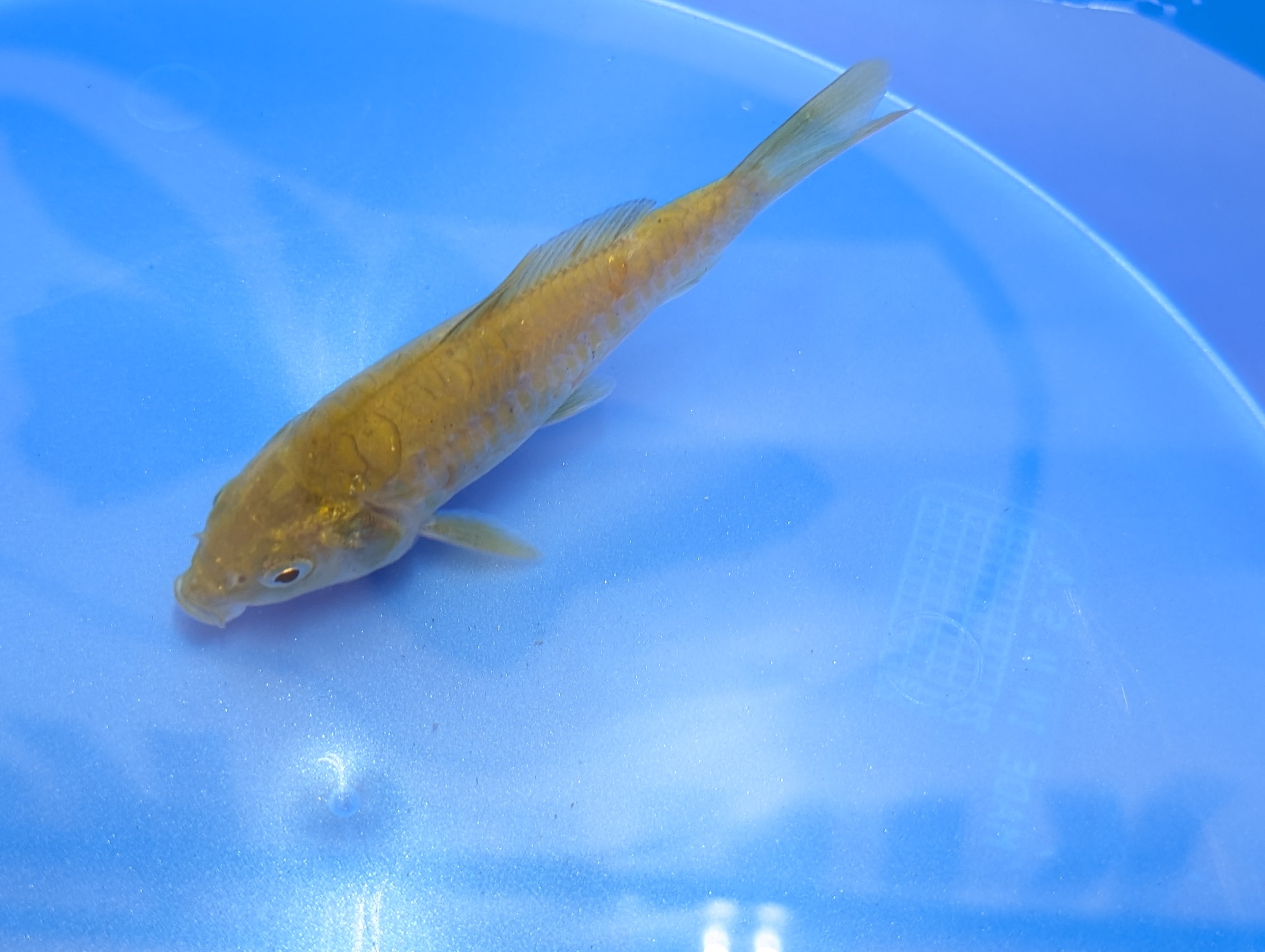 Doitsu Chagoi Koi  4"in. ID#806BFK-019