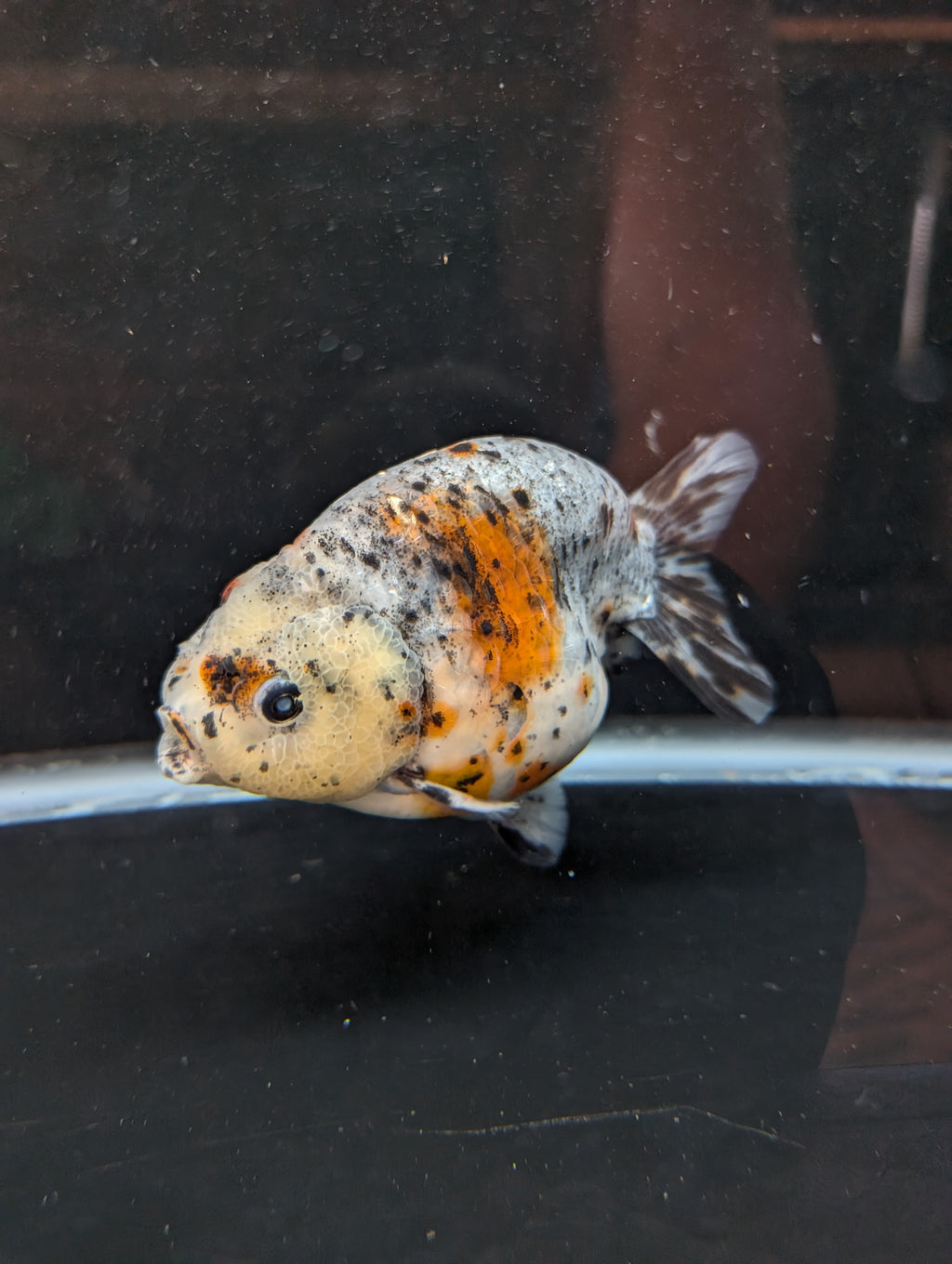Jumbo Ranchu Kirin Calico 4.5"-5" in. ID#814R8A-025 Please See Notes.
