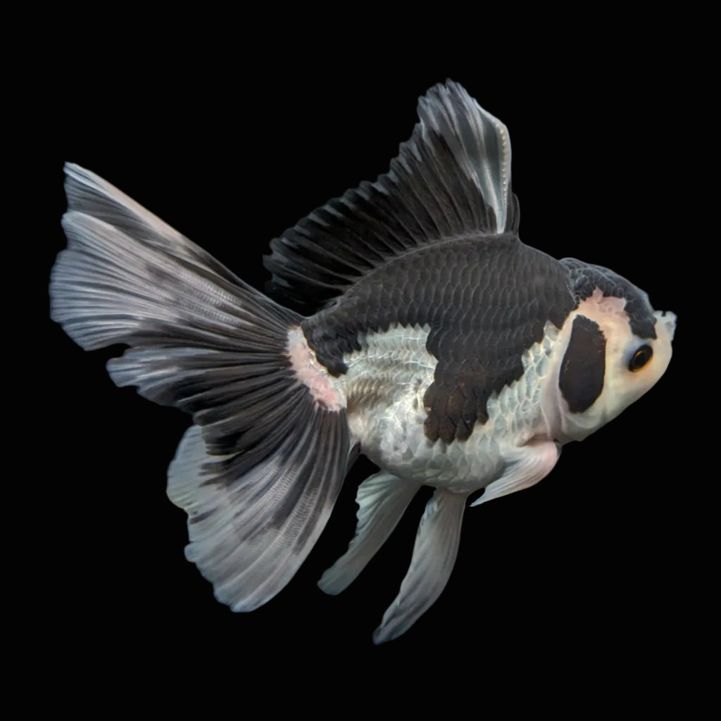 Thai Oranda Panda  4.5"-5"  ID#718T5B-001