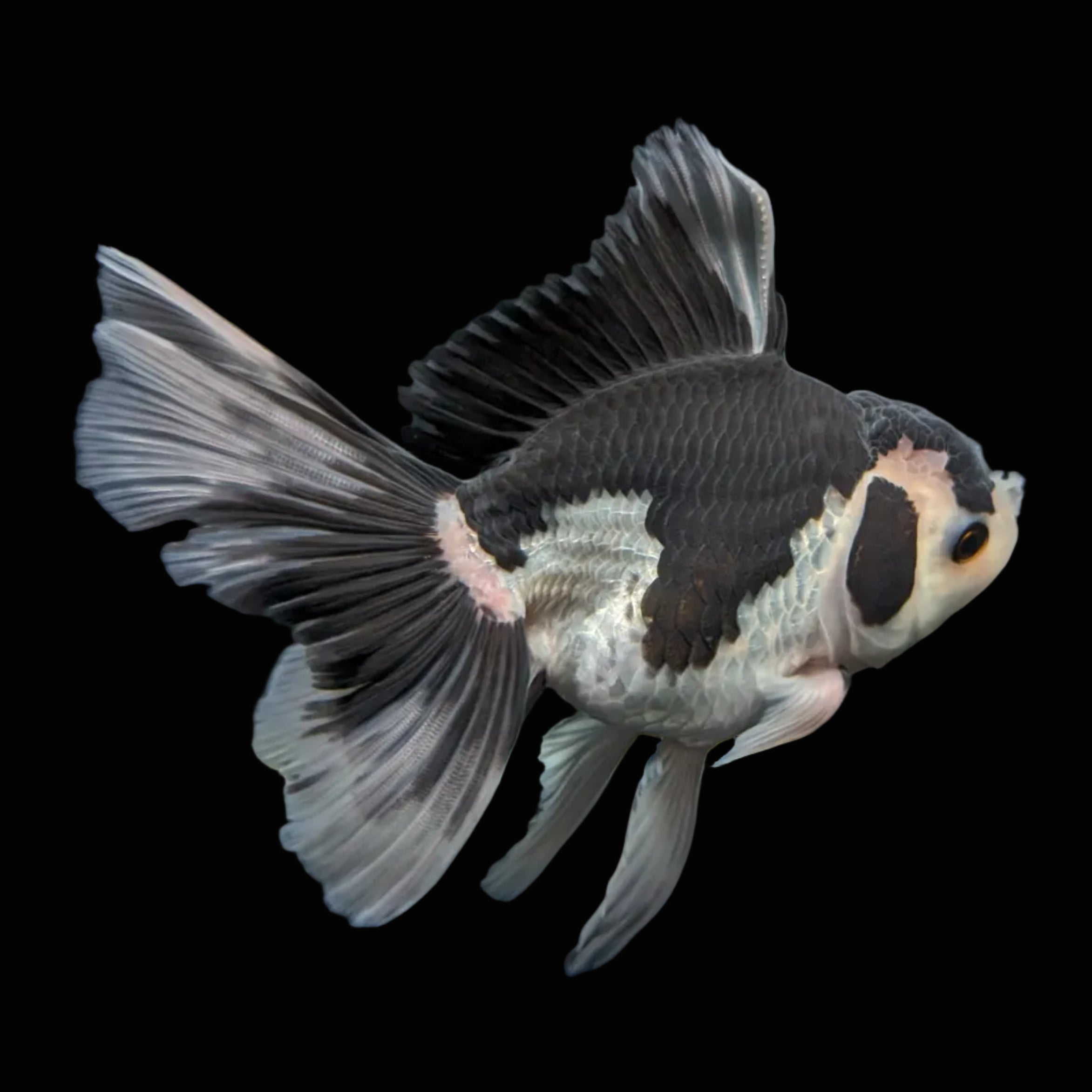 Thai Oranda Panda  4.5"-5"  ID#718T5B-001
