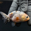Ranchu Calico 2.5"-3" in. ID#717R4A-007