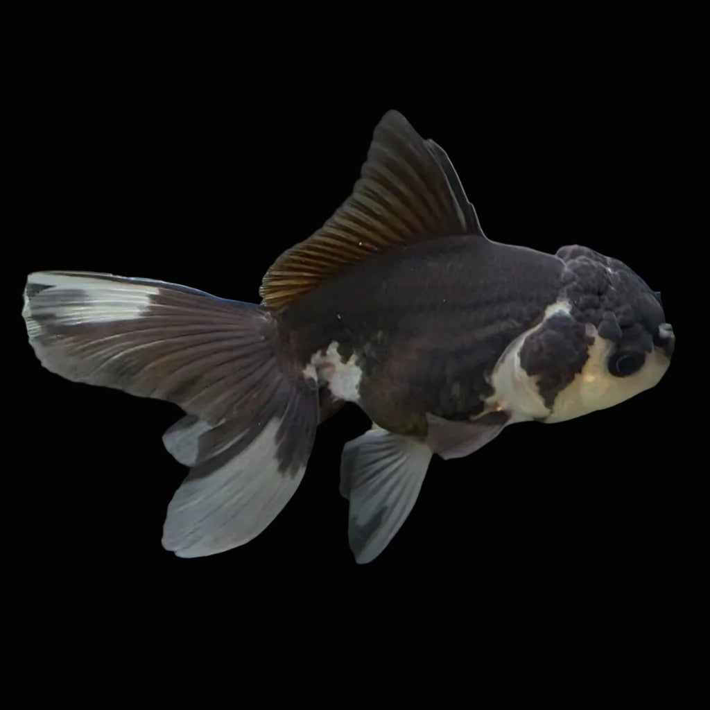 Thai Juvenile Oranda Panda 3.5"-4"in.  ID#731T1A-052