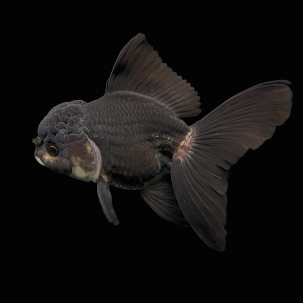 Thai Juvenile Oranda Panda Black 3"-3.5" in.  ID#724T1A-030