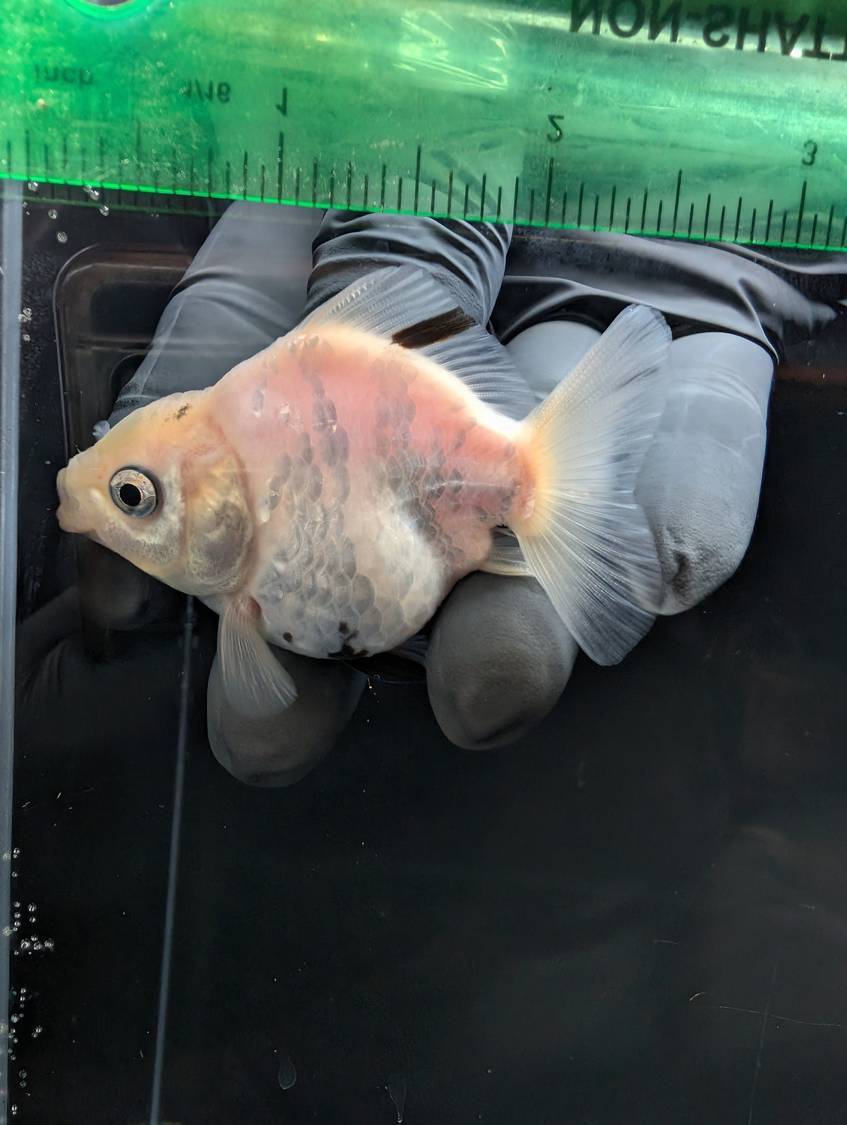 Baby Thai Shogun Oranda White Tiger 2"-2.5" in. ID#1023BSG11A-025