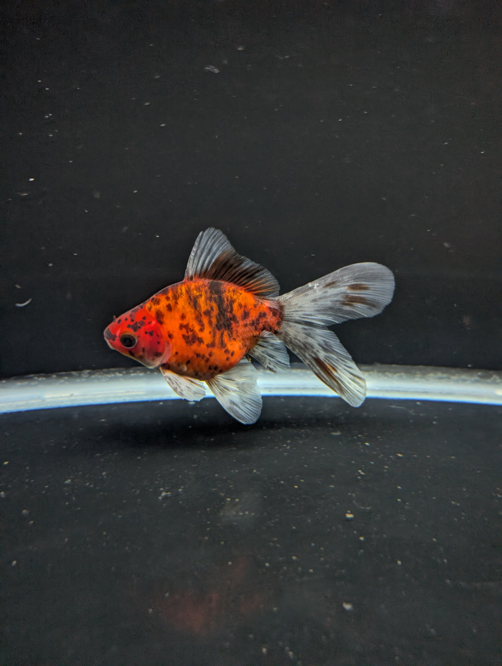 Tamasaba Calico 3"-3.5" in. ID#1009TM1B-010