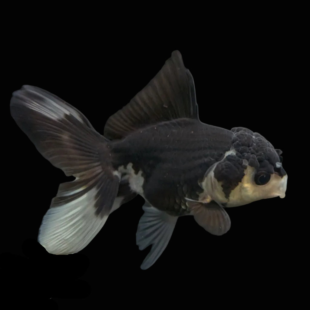 Thai Juvenile Oranda Panda 3.5"-4"in.  ID#731T1A-052