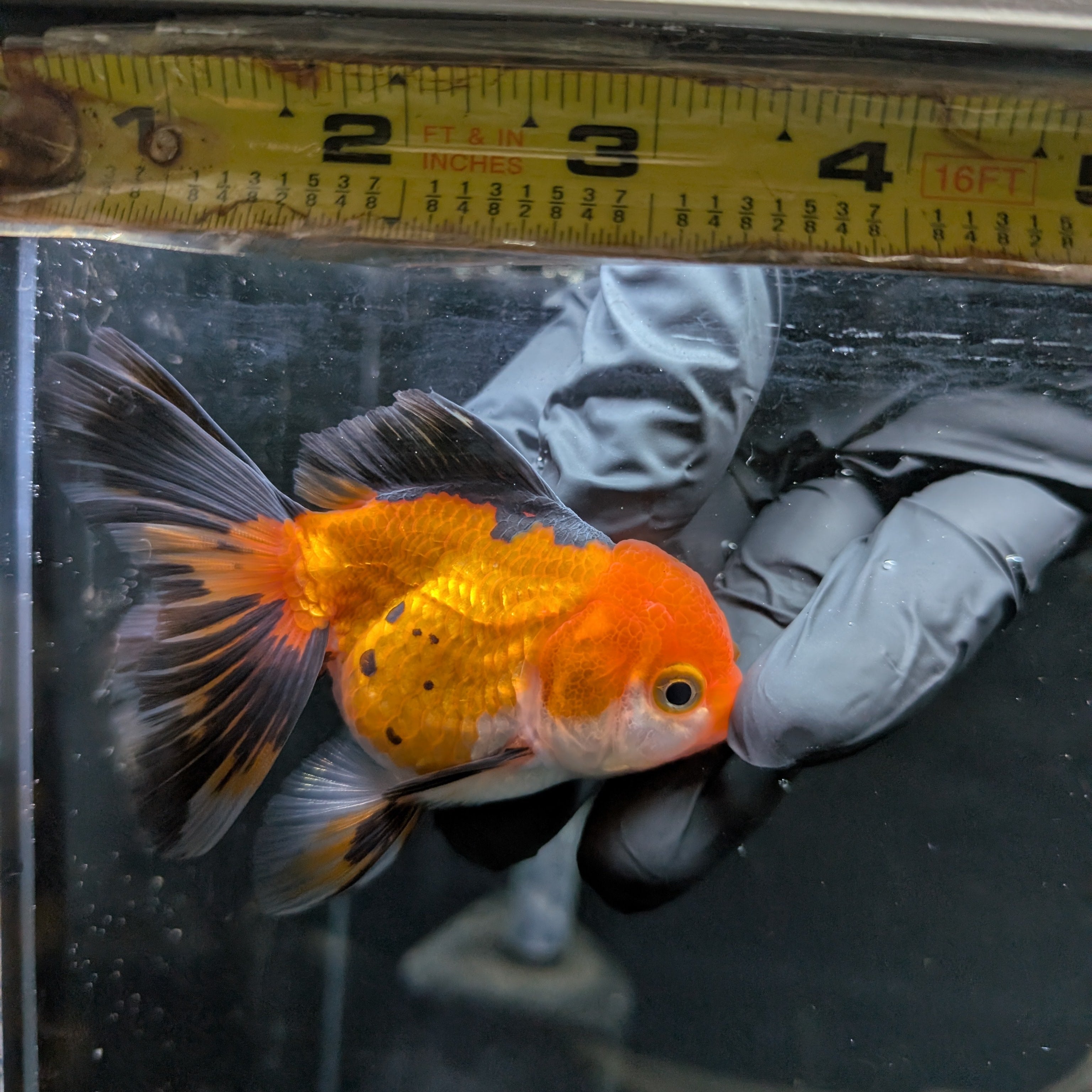 Juvenile Oranda Tricolor 3.5"-4" in.  ID#417T7A-003