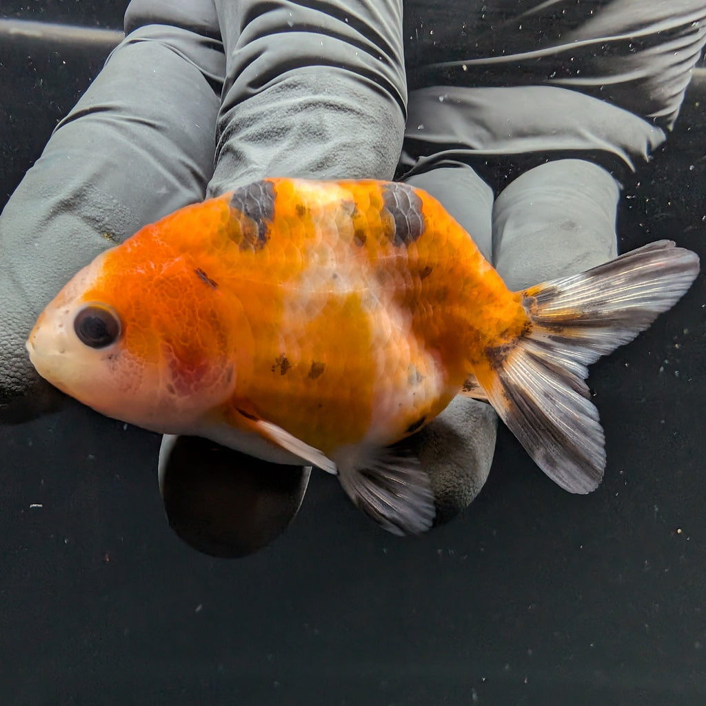 Ranchu Calico 2.5"-3" in. ID#717R4A-008