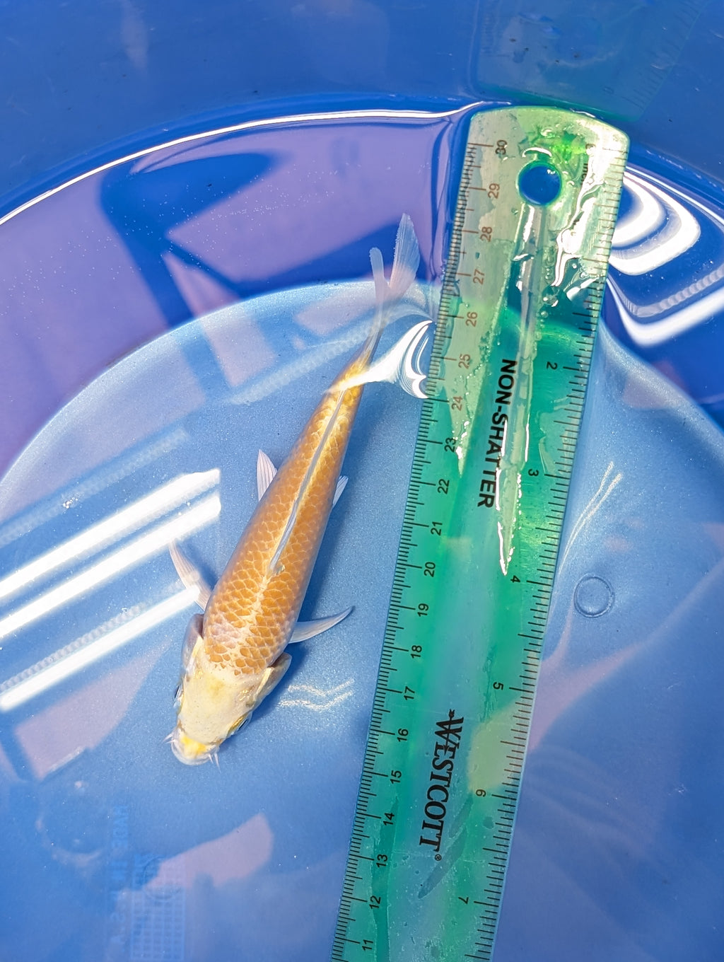 Yamabuki Ogon Koi  5"-6"in. ID#806BFK-011