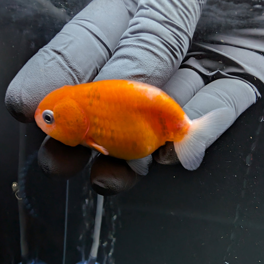 Baby Ranchu Sakura 2.5"-3" in. ID#522R4A-005